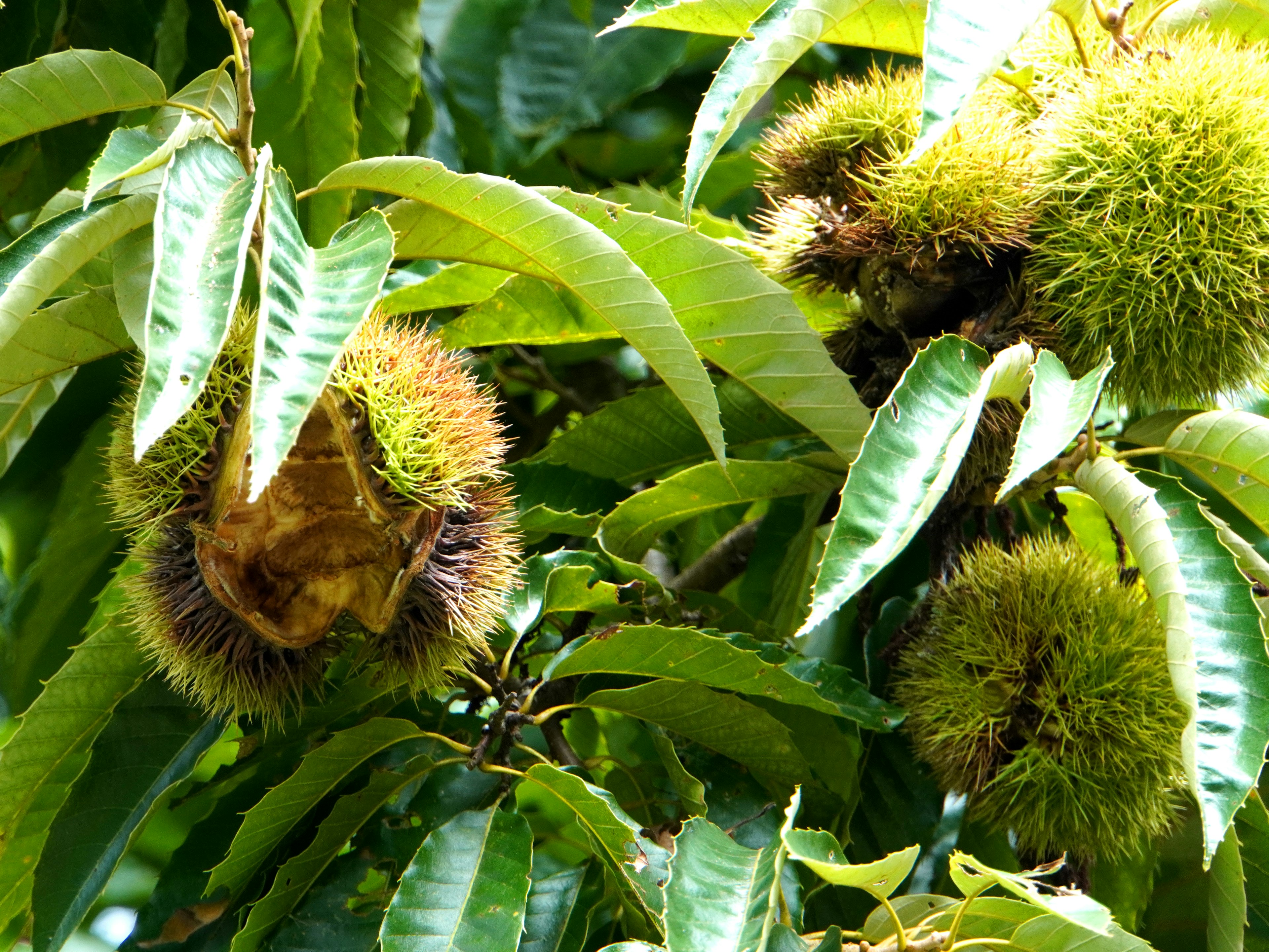 Erizos de castaña colgando entre hojas verdes