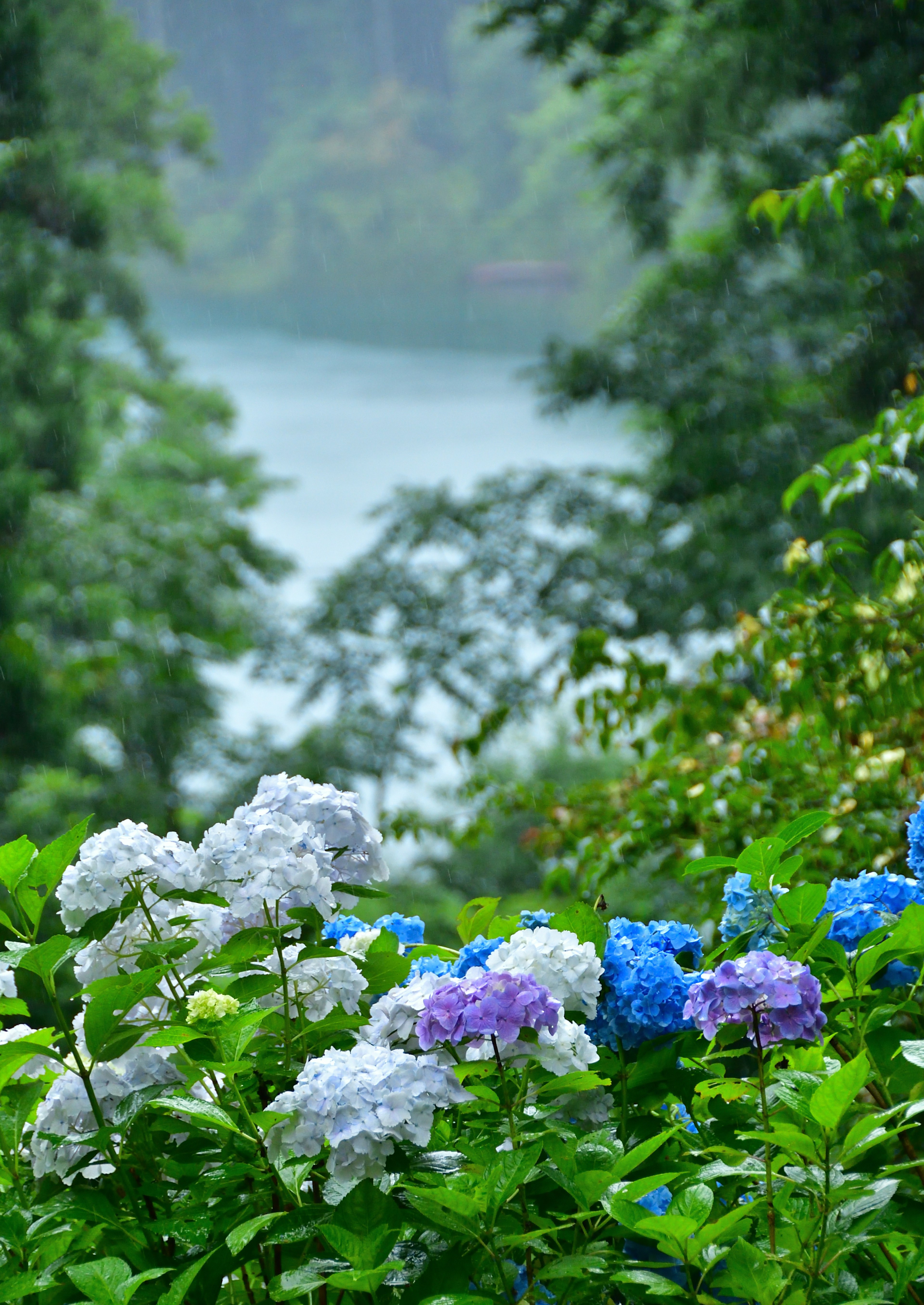 Hydrangeas in shades of blue and purple with a lake in the background