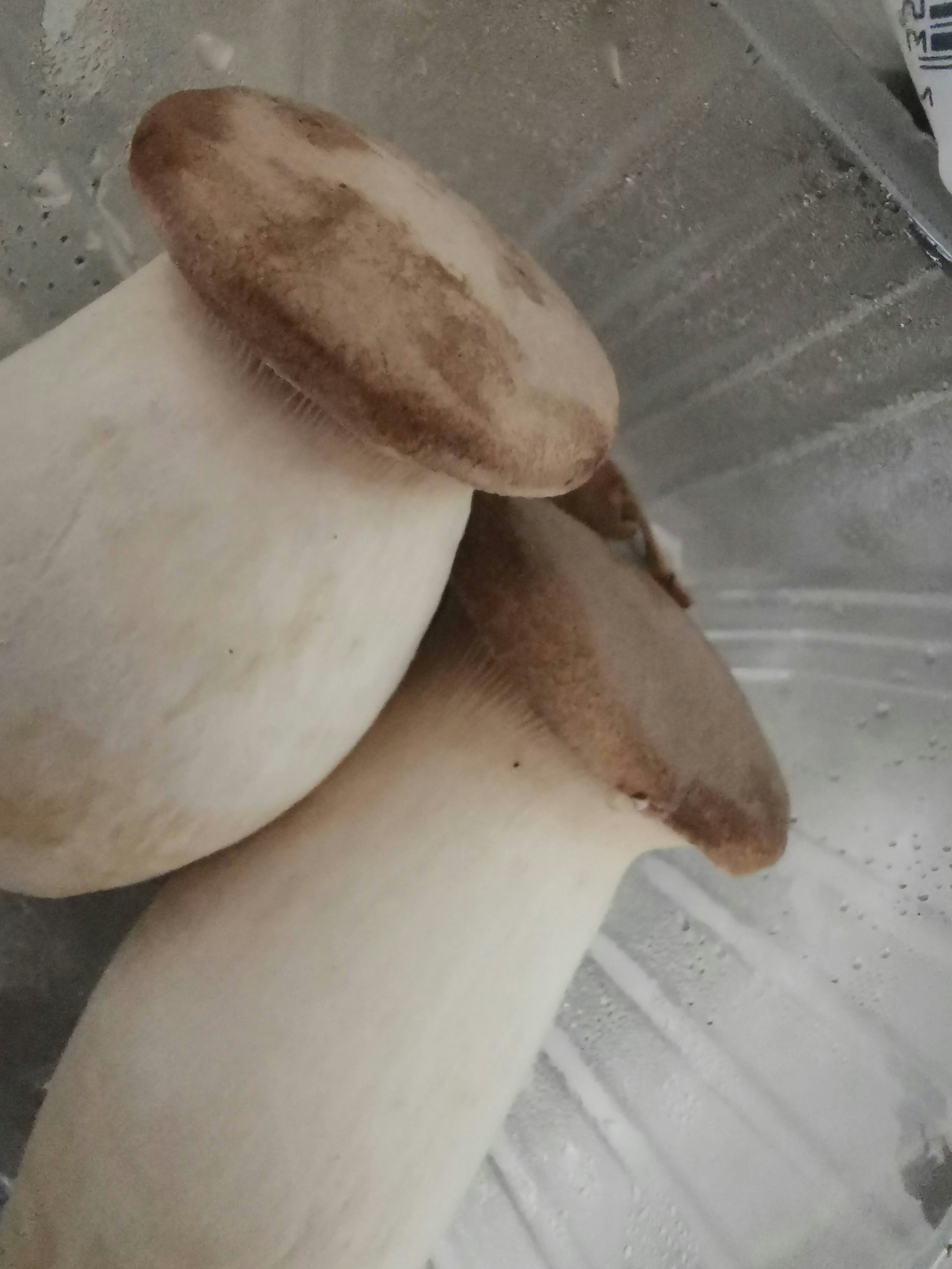 Three mushrooms with white stems and brown caps arranged closely together