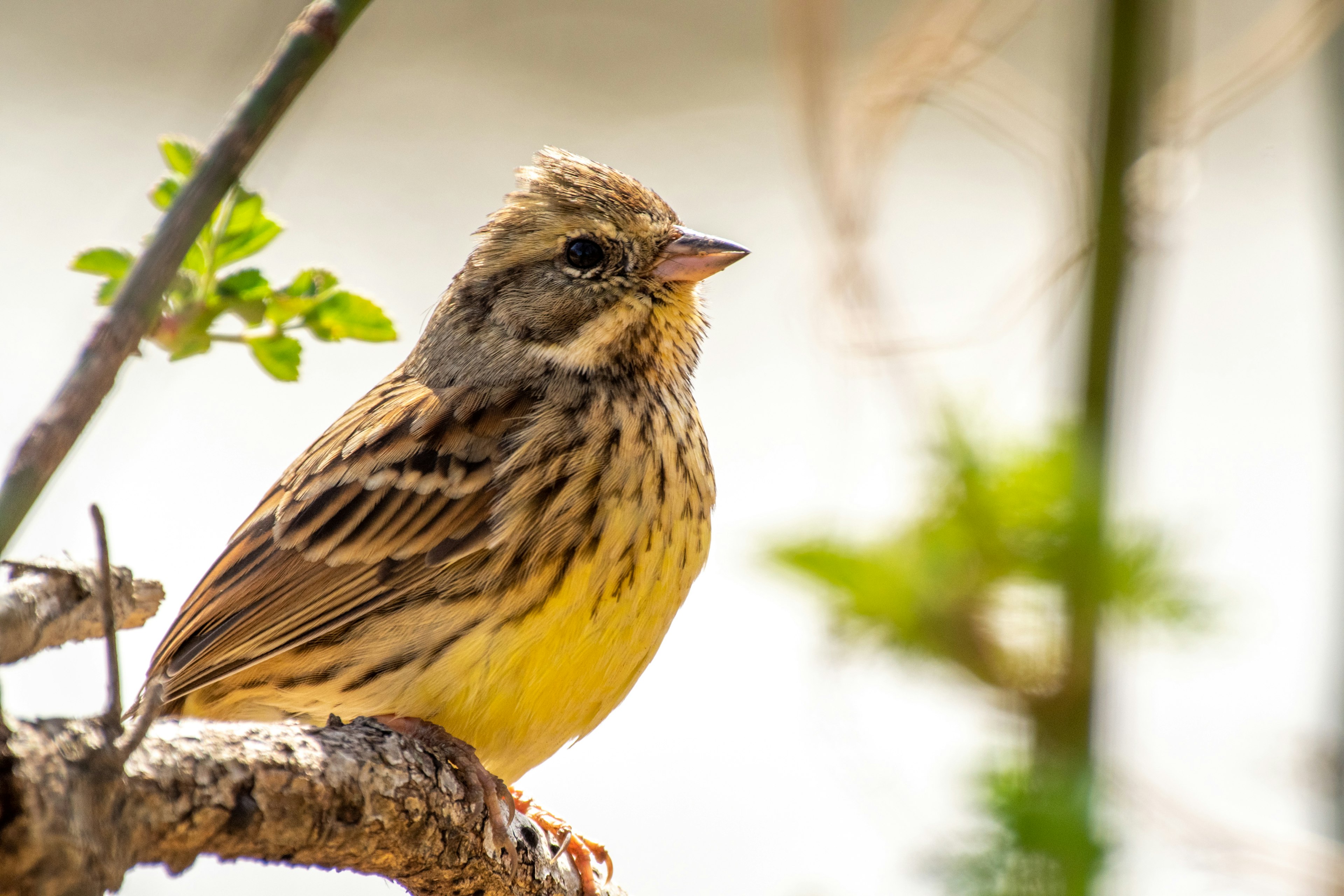 Un pequeño pájaro con un vientre amarillo posado en una rama