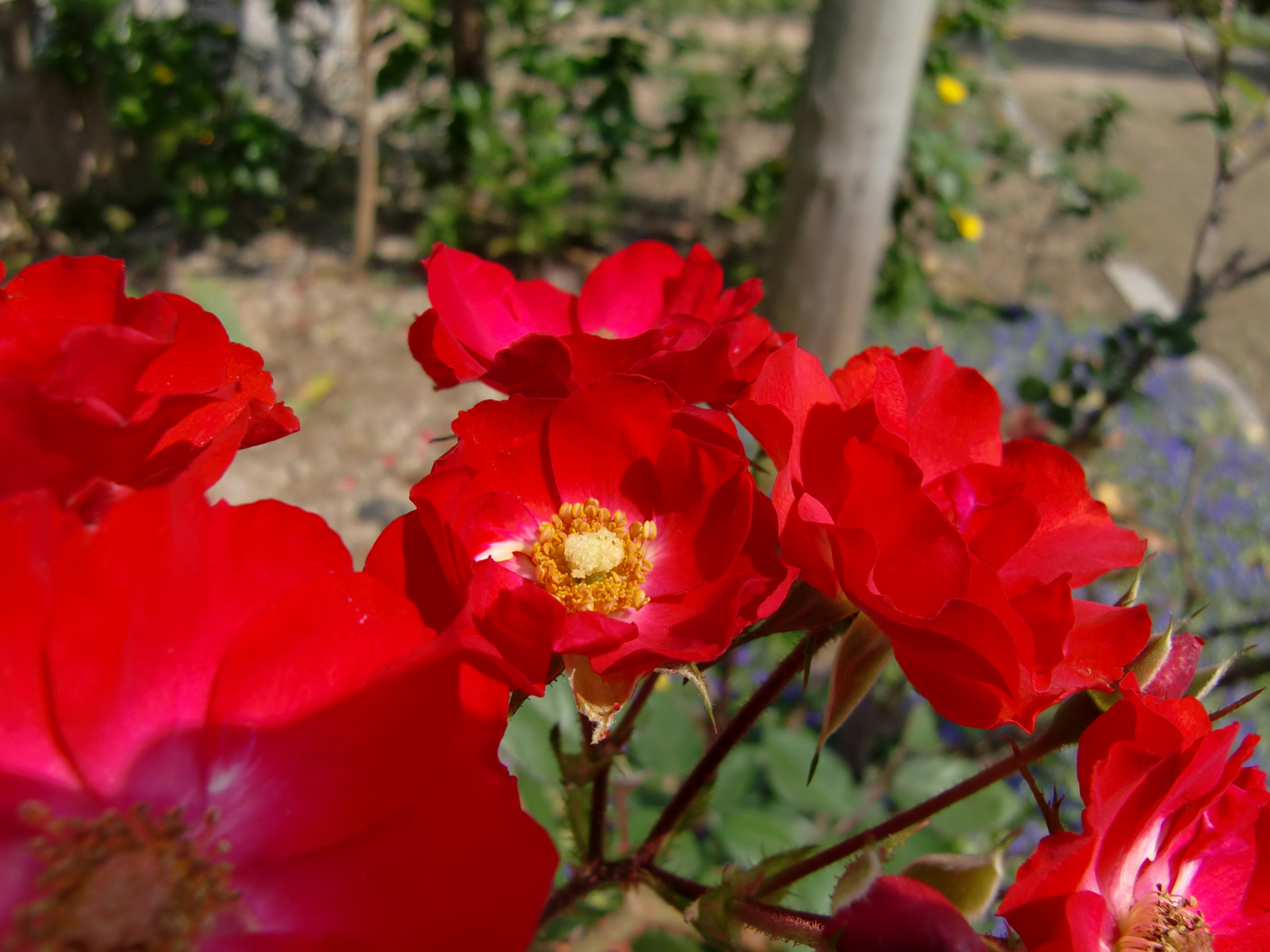 Bunga merah cerah mekar di taman