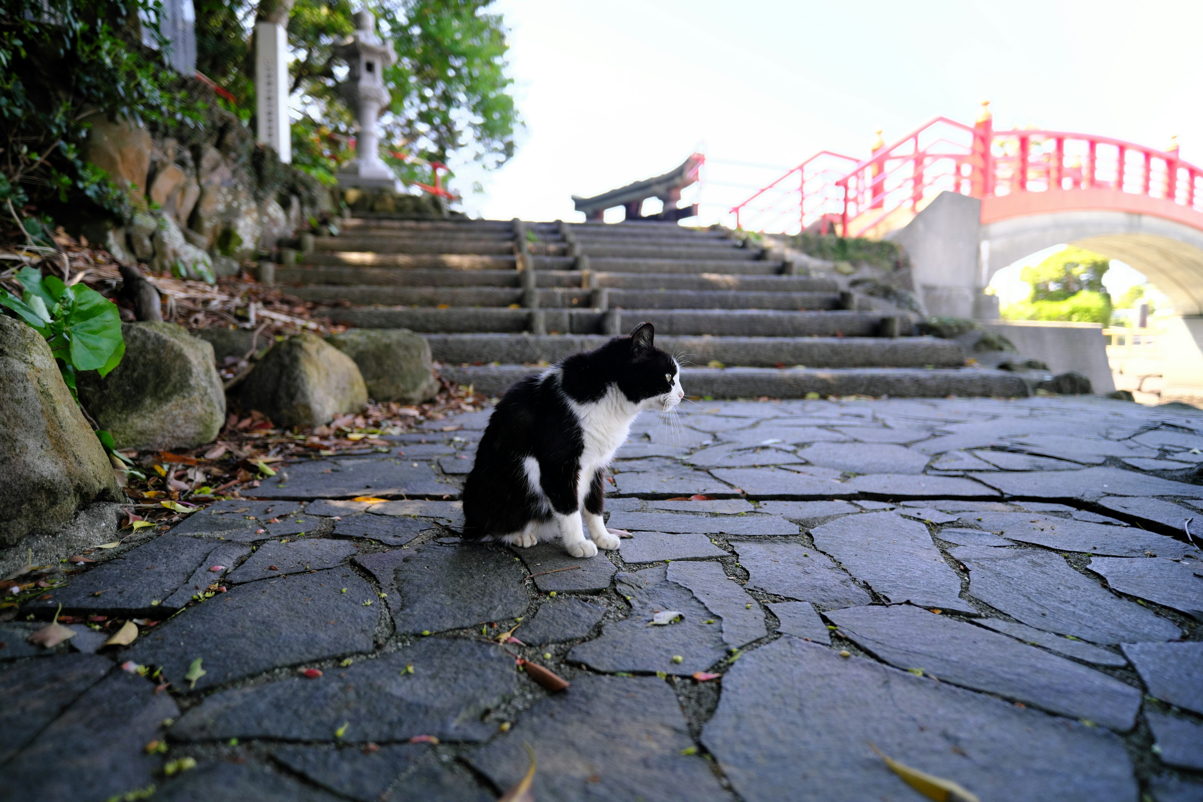 Kucing hitam dan putih duduk di jalan batu dekat jembatan merah