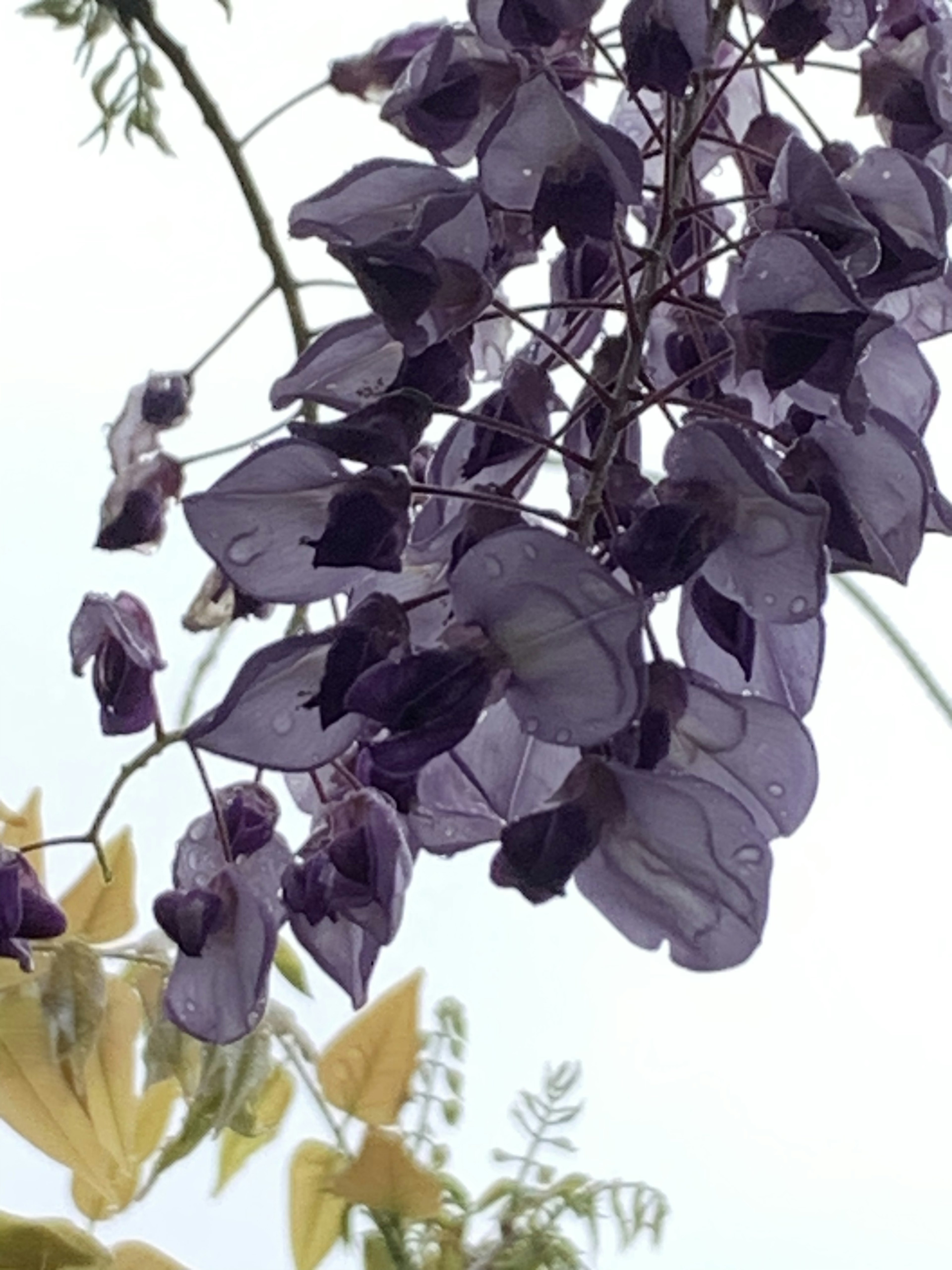 紫色の花が雨に濡れている様子