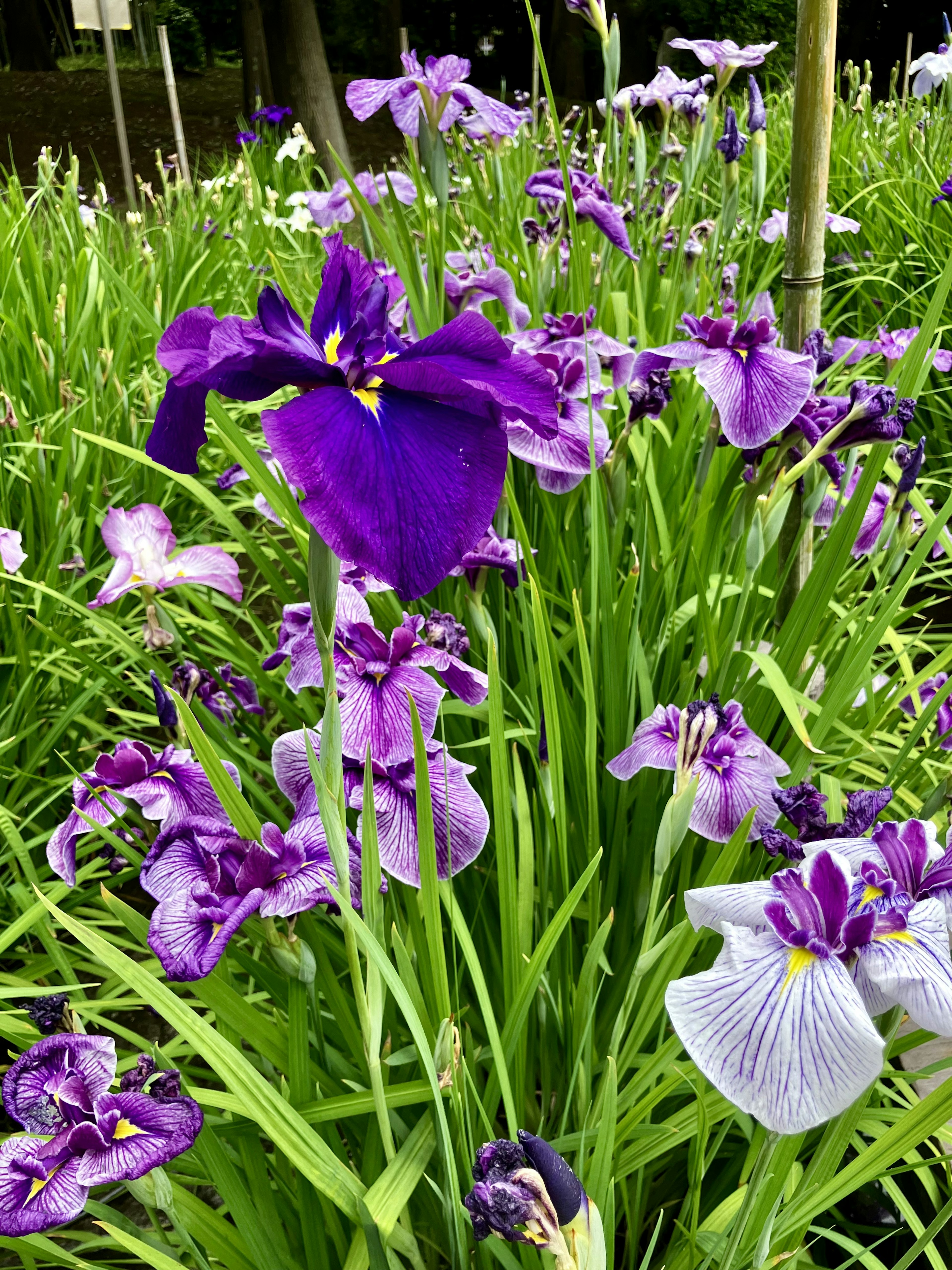 色鮮やかな紫色の花が咲くアイリスの群生