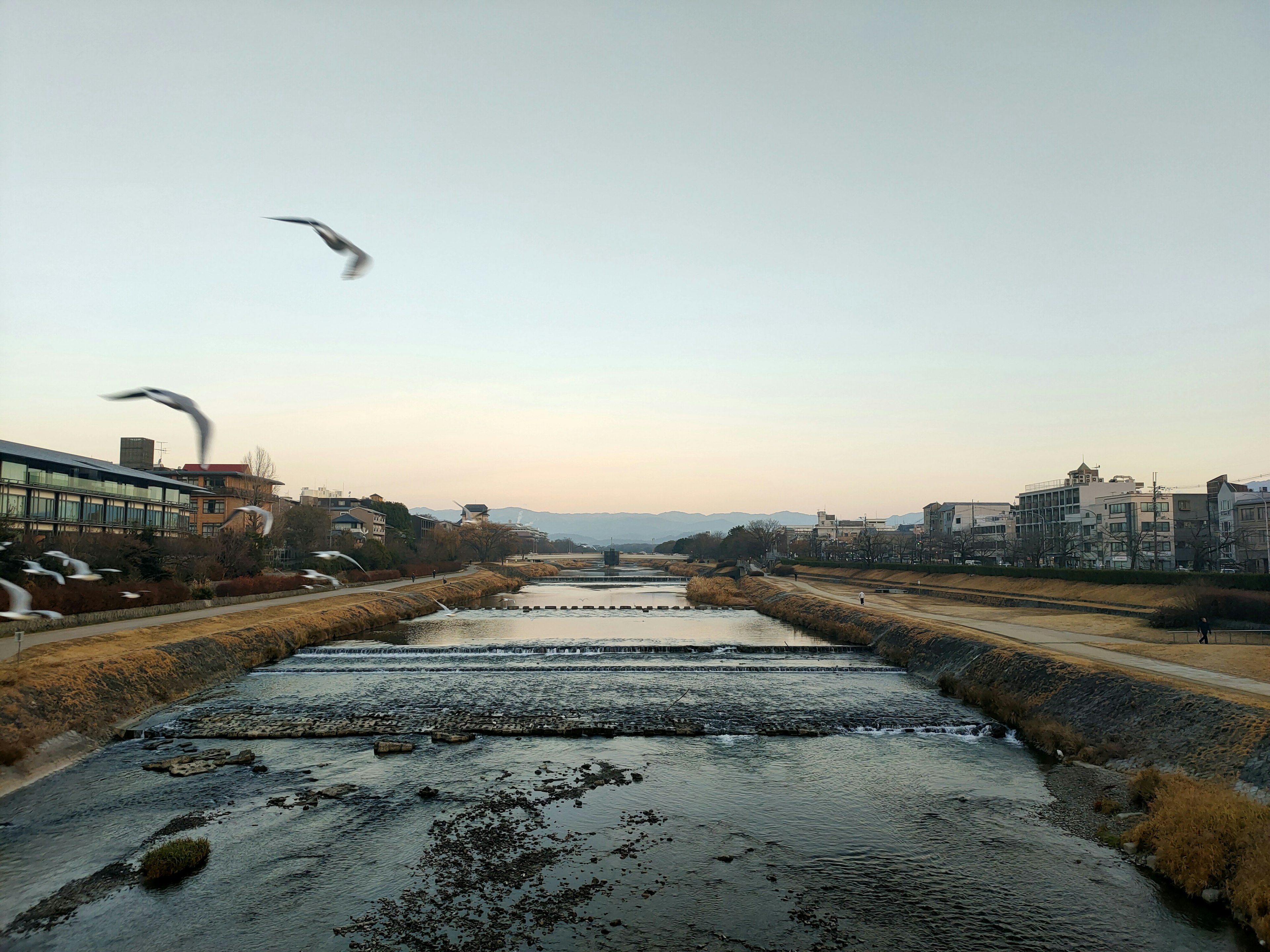 Scenic view of a river with buildings and flying birds