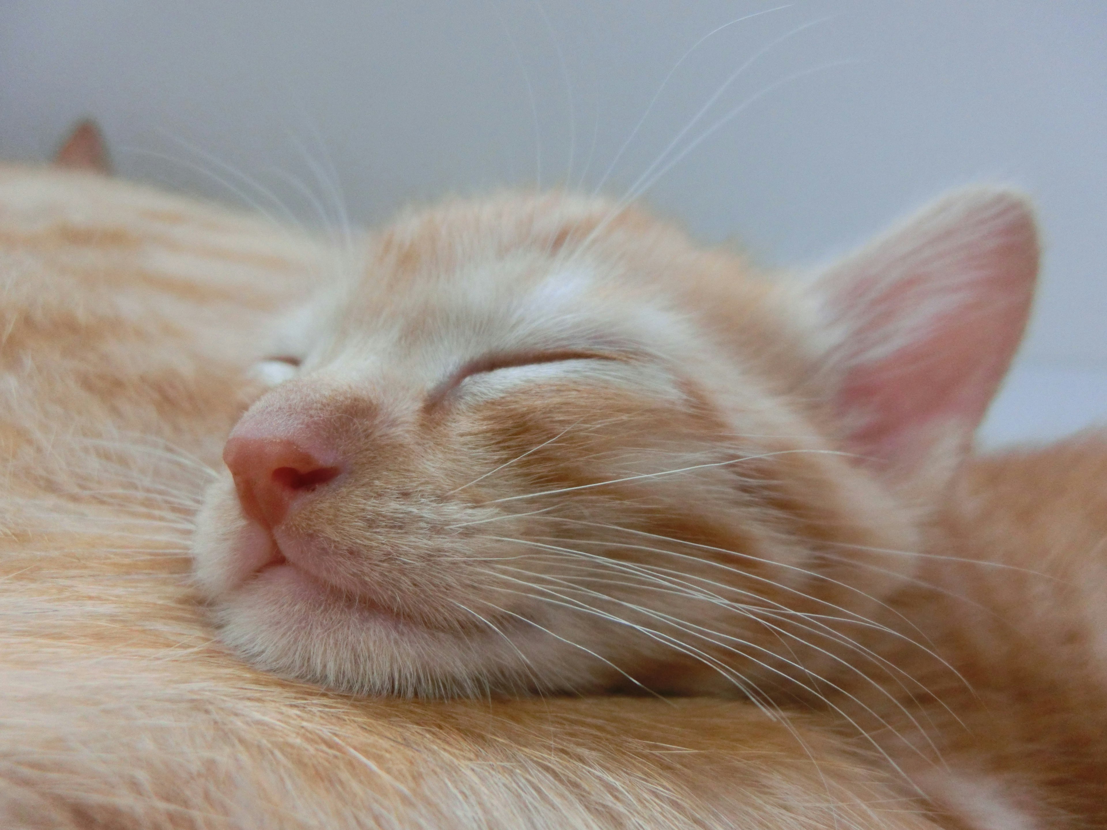 Kucing oranye yang sedang tidur dengan mata tertutup