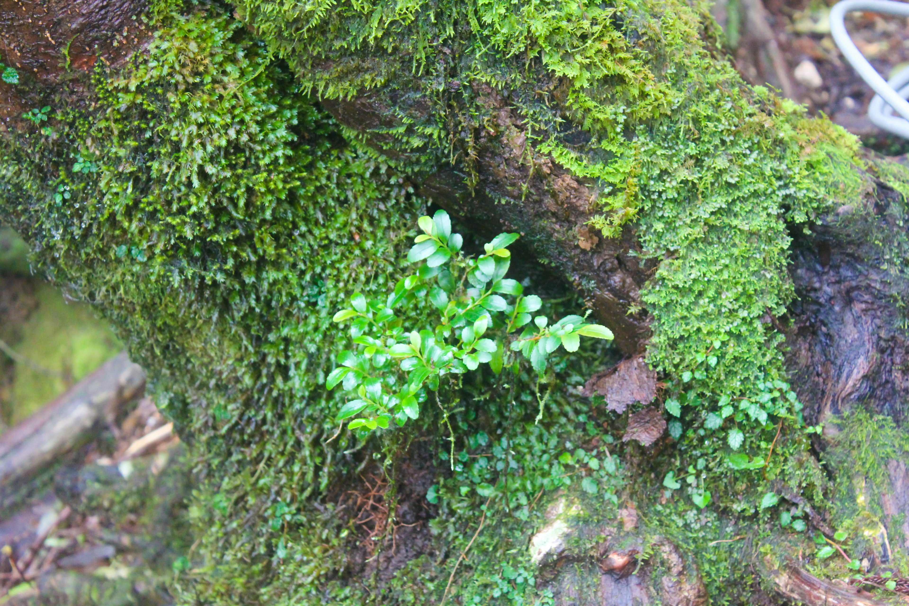 木の幹に生えた緑の植物と苔の詳細