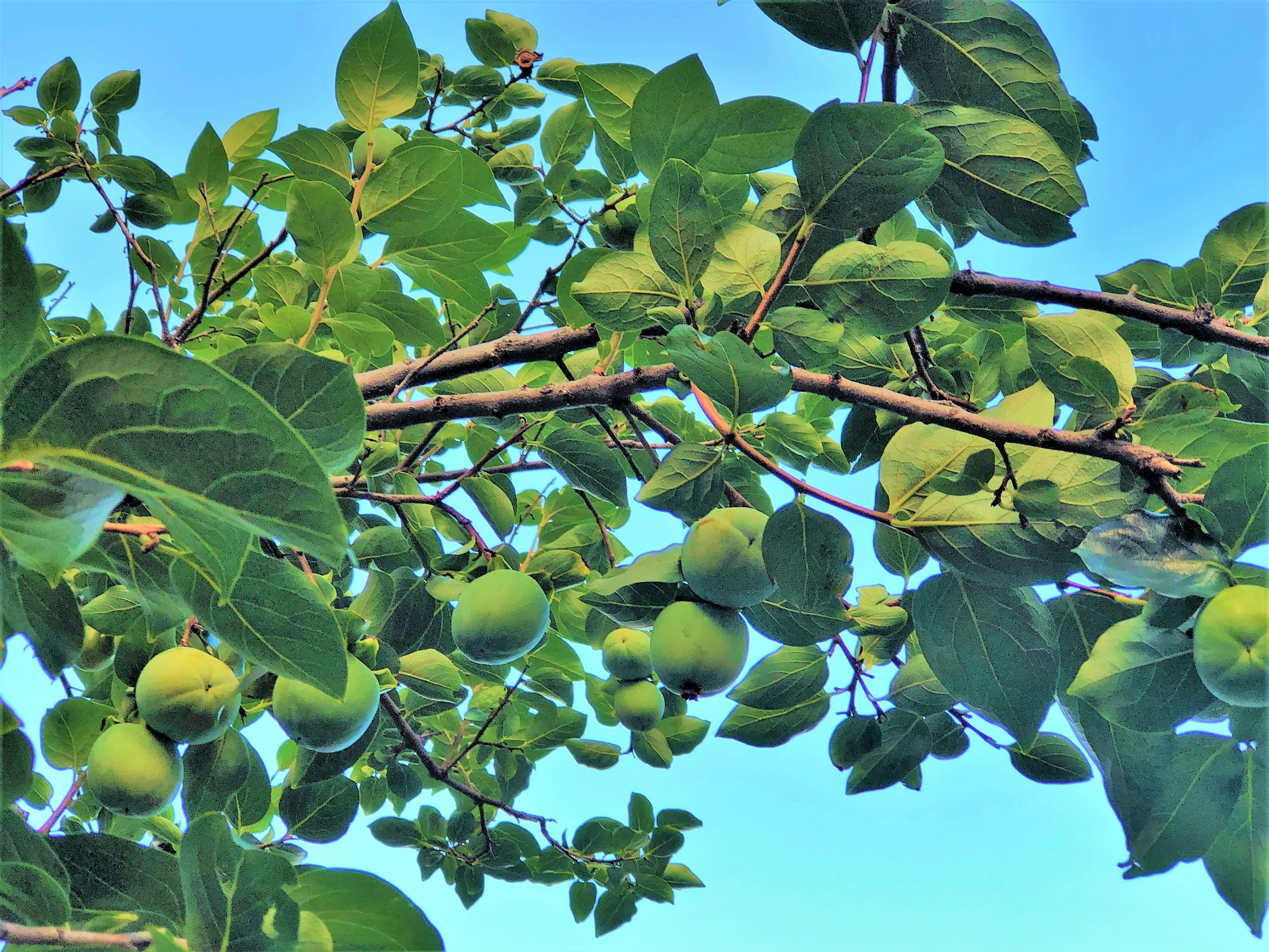 Branch with green leaves and unripe fruits under a blue sky