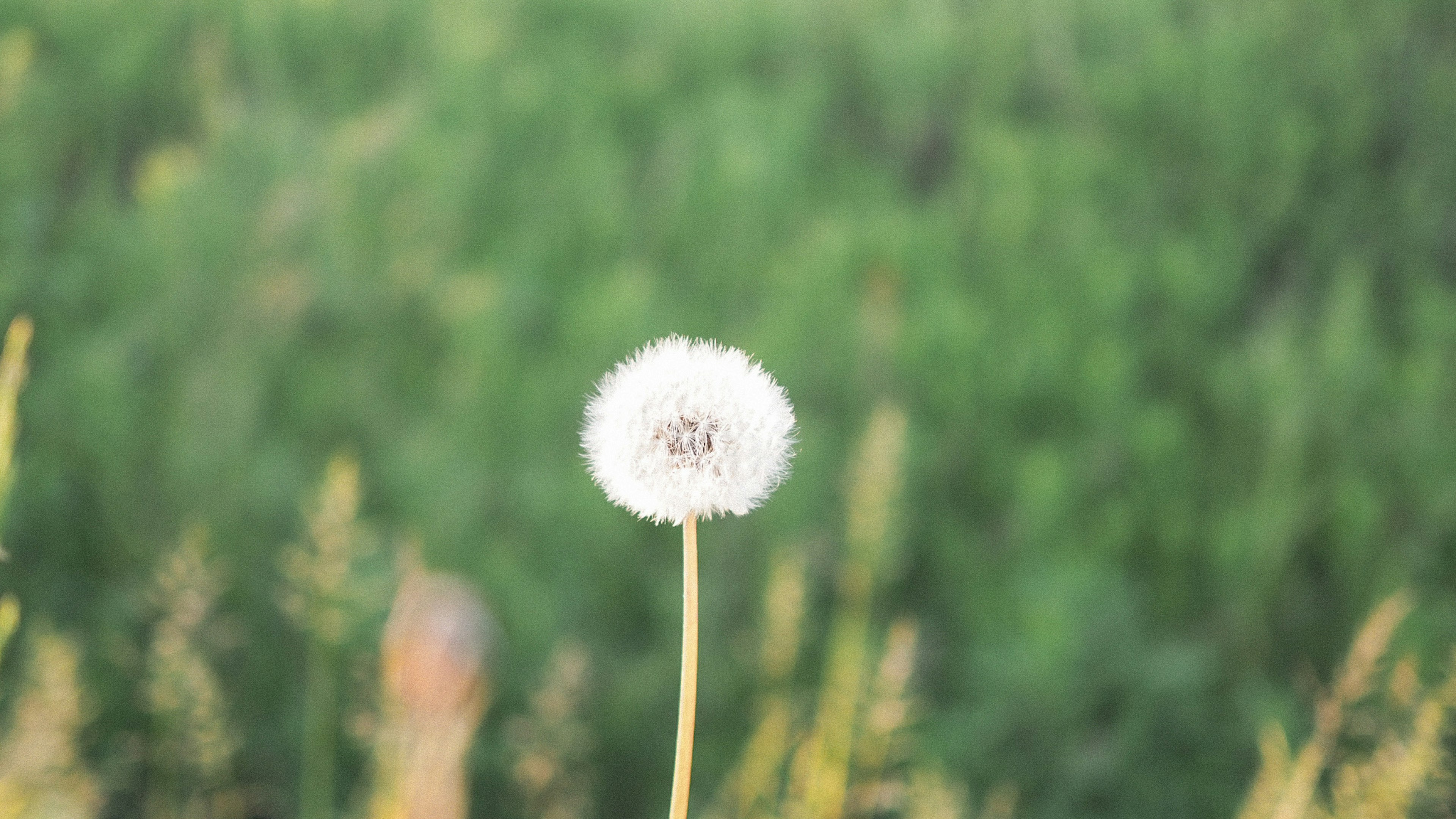 白いタンポポの花が緑の背景に立っている