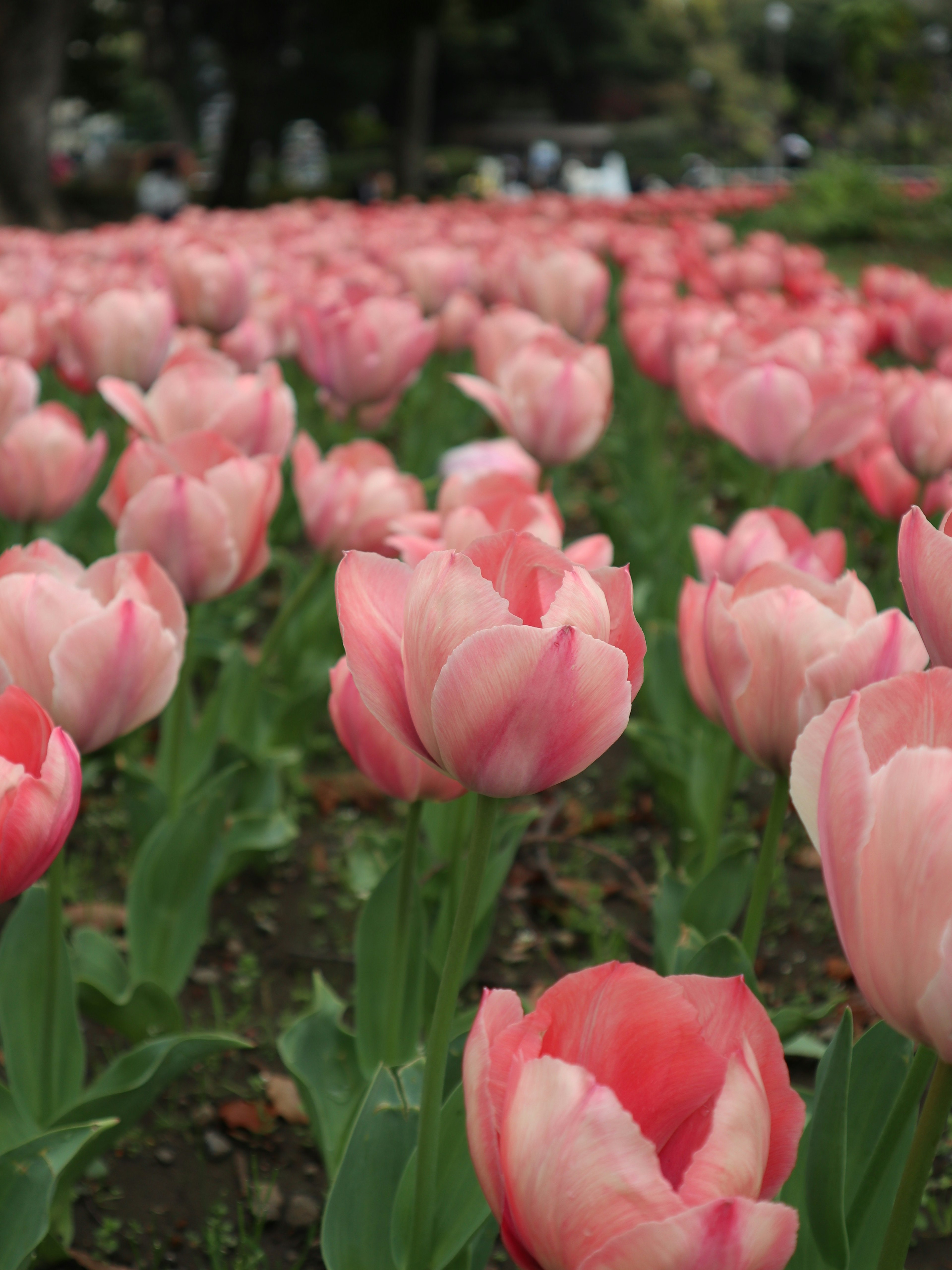 Field of pink tulips blooming in a garden setting