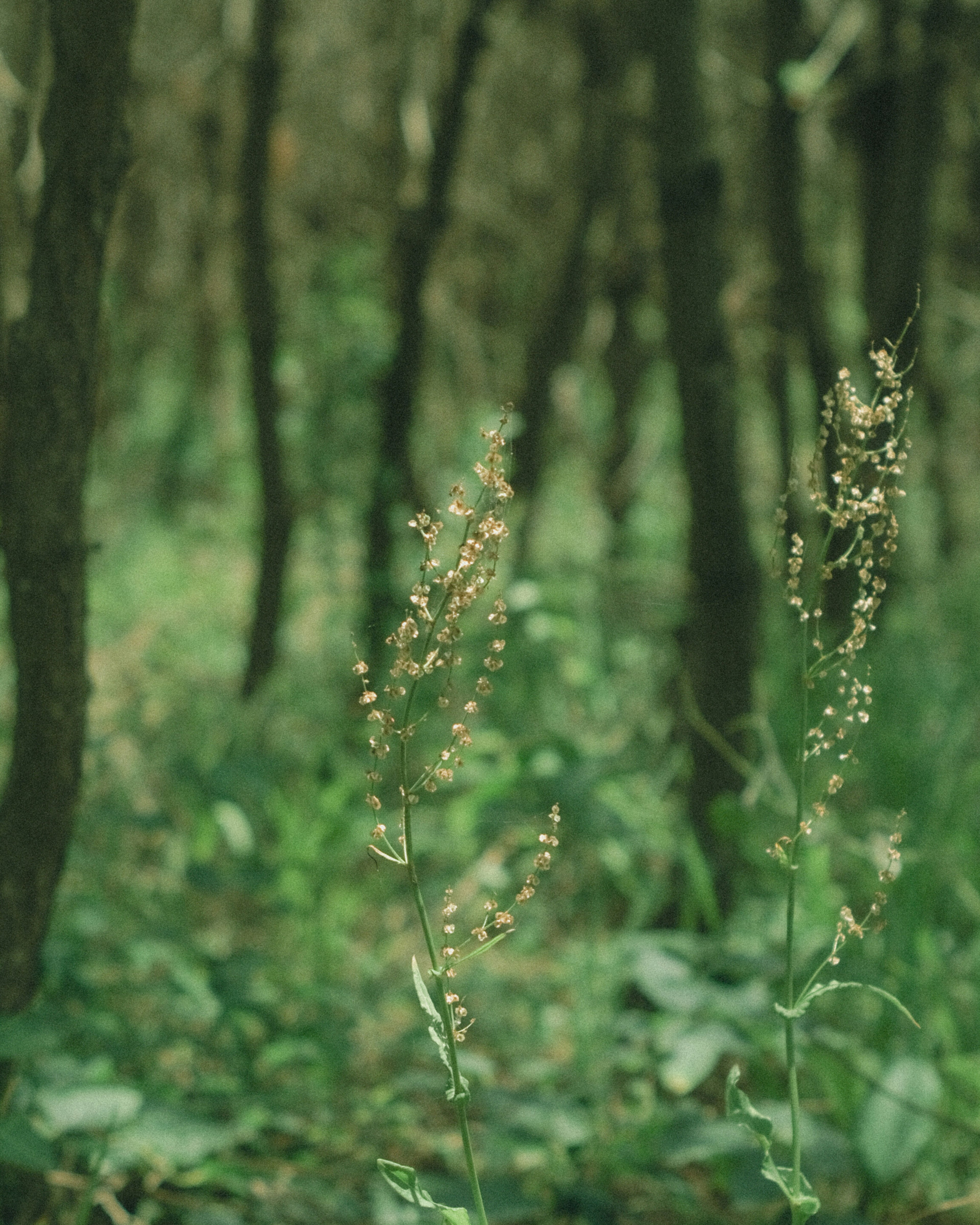 Plants with slender stems and small flowers in a green forest