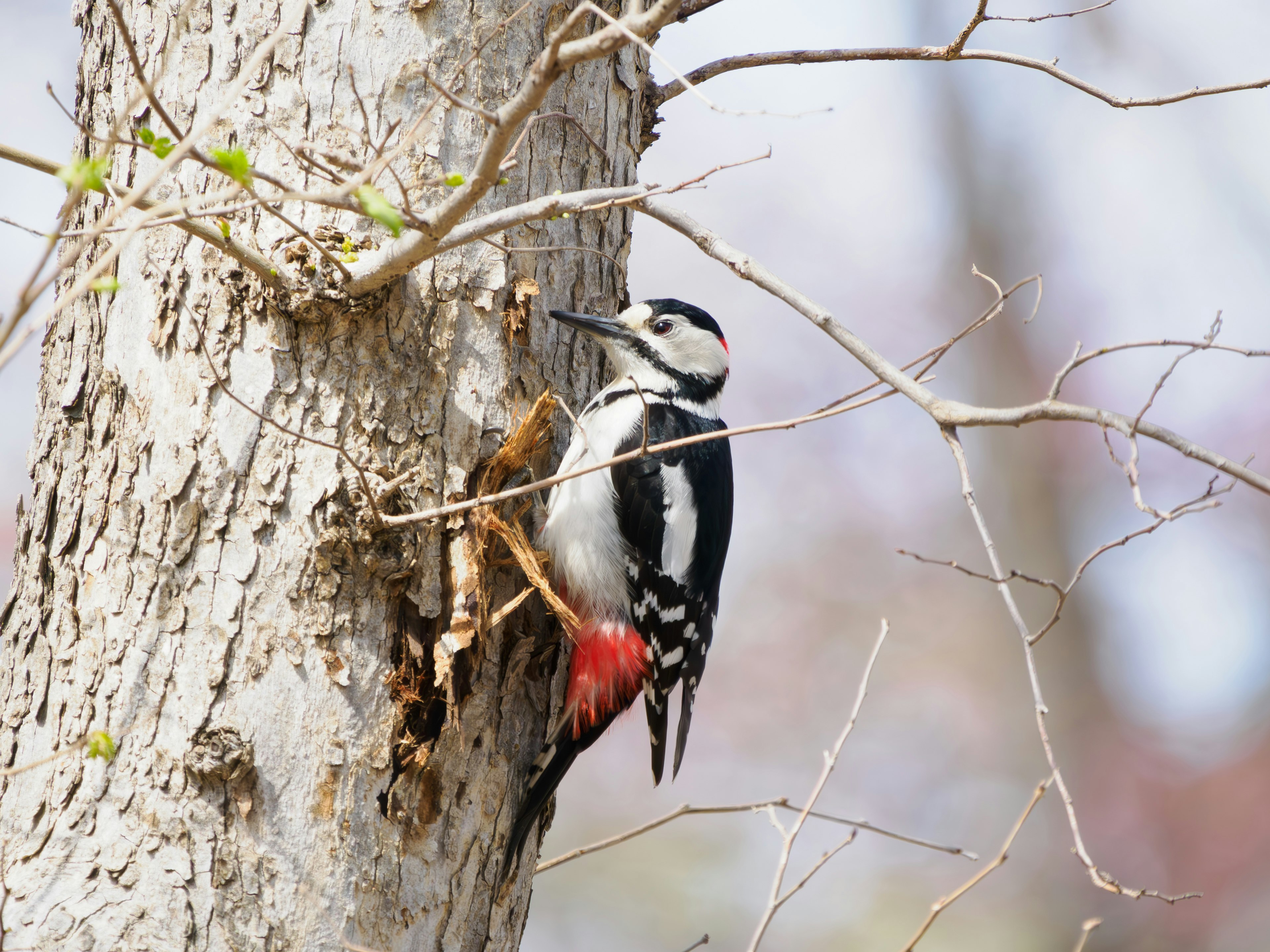 Picchio attaccato a un albero con piume nere e bianche e una coda rossa