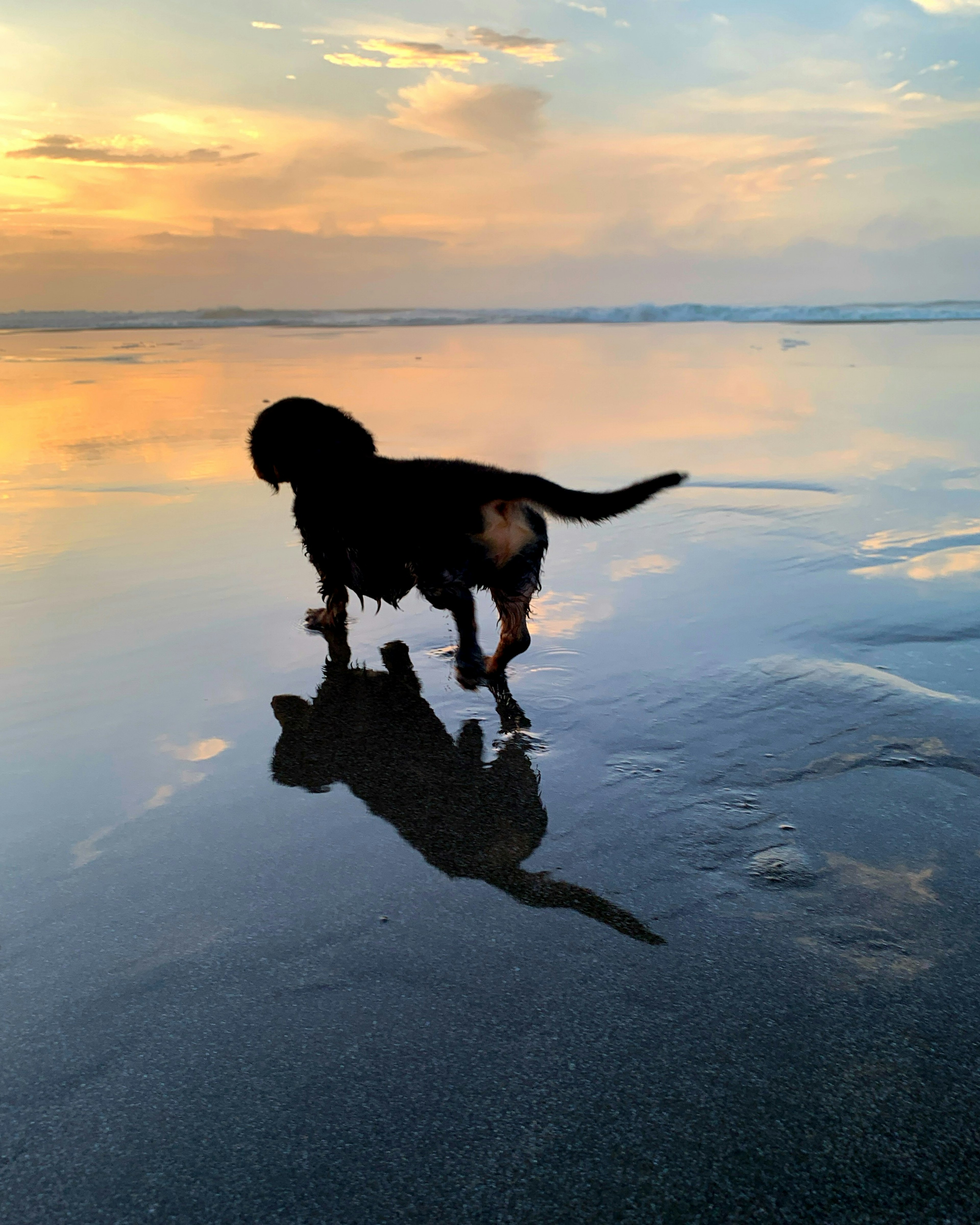 Silhouette anjing di pantai saat matahari terbenam