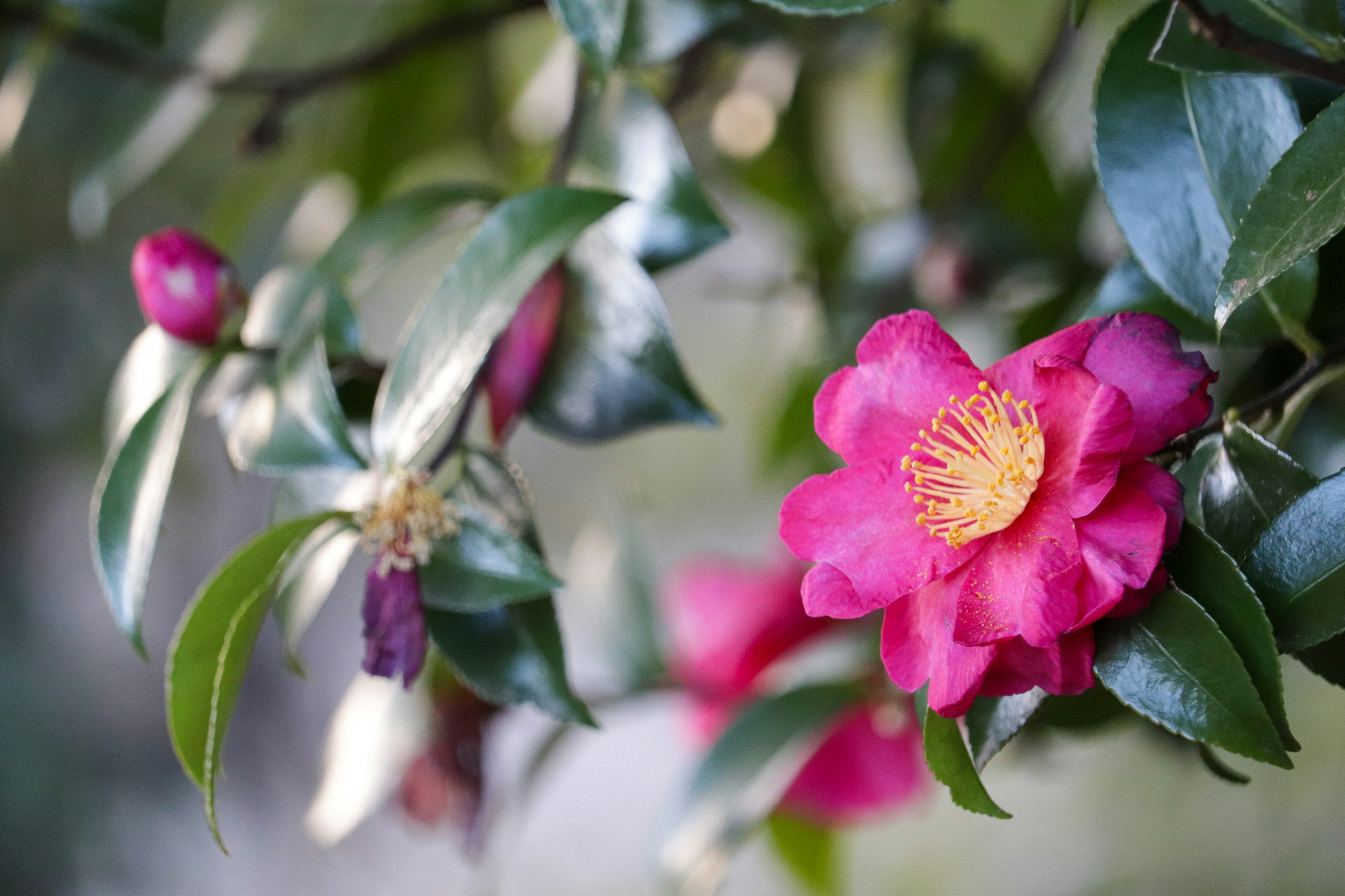 Gros plan de fleurs de camélia roses vibrantes avec des feuilles vertes