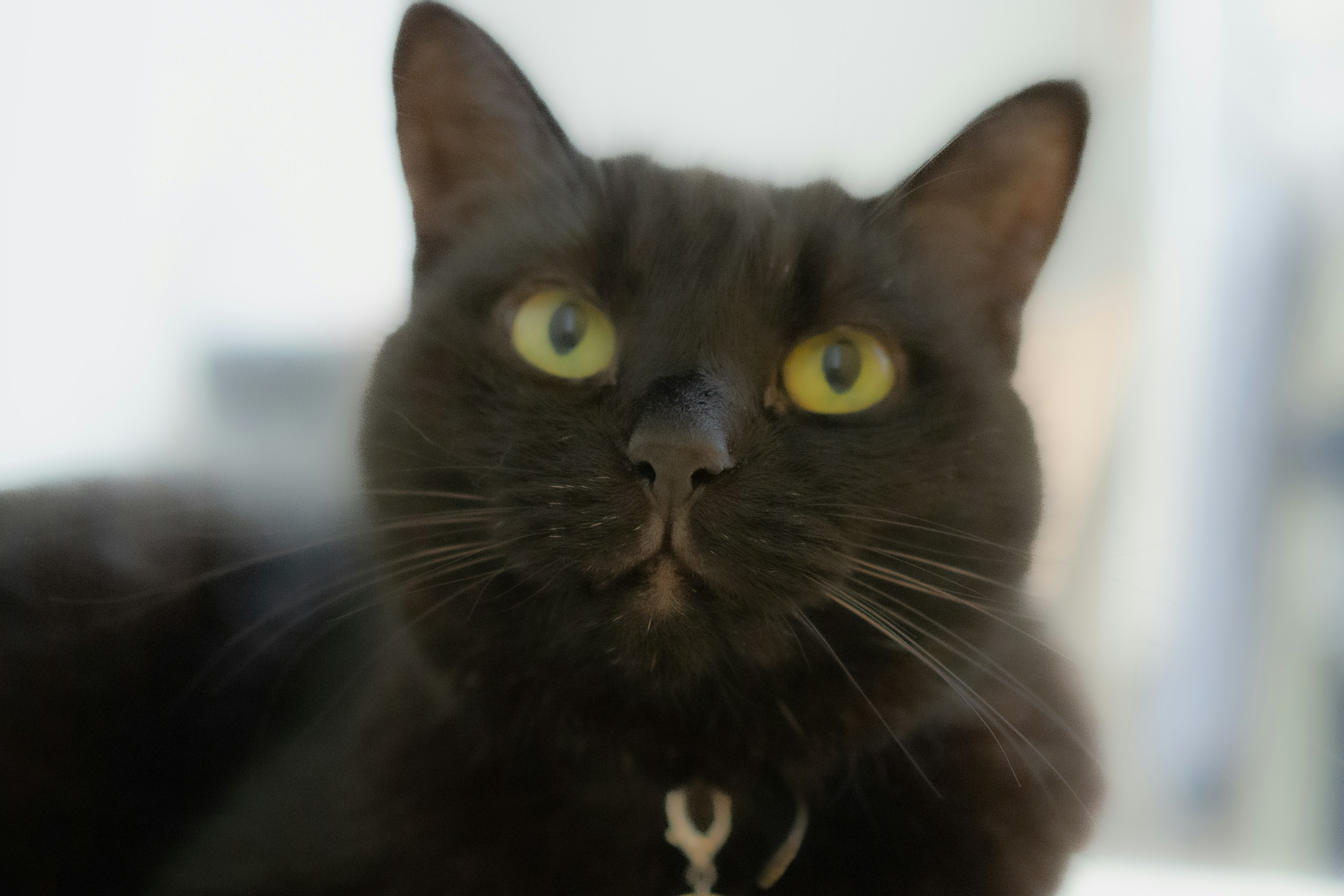 Close-up of a black cat with striking yellow eyes looking at the camera