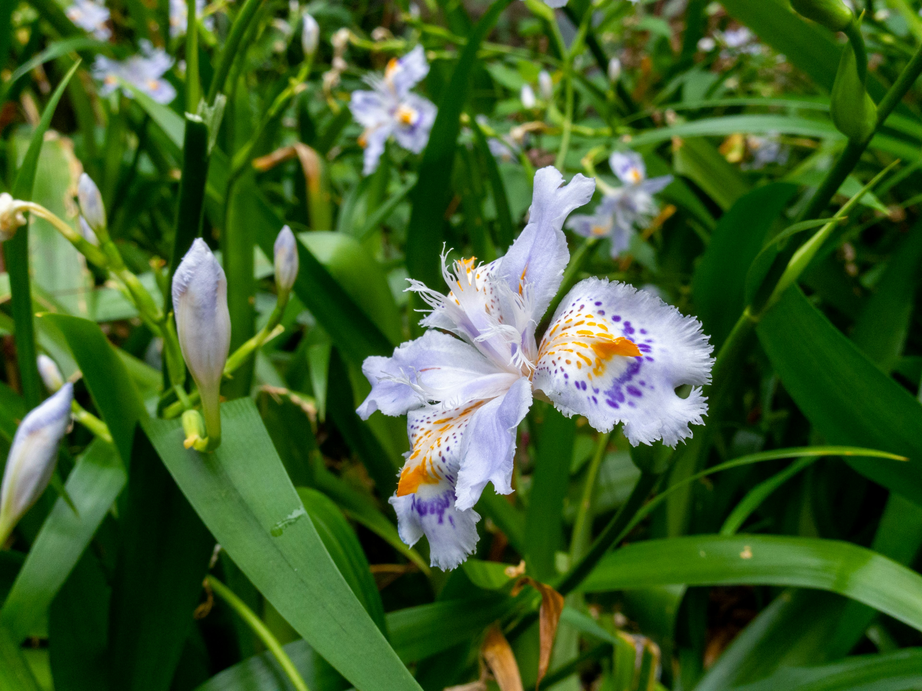 Cluster of light purple flowers among lush green leaves