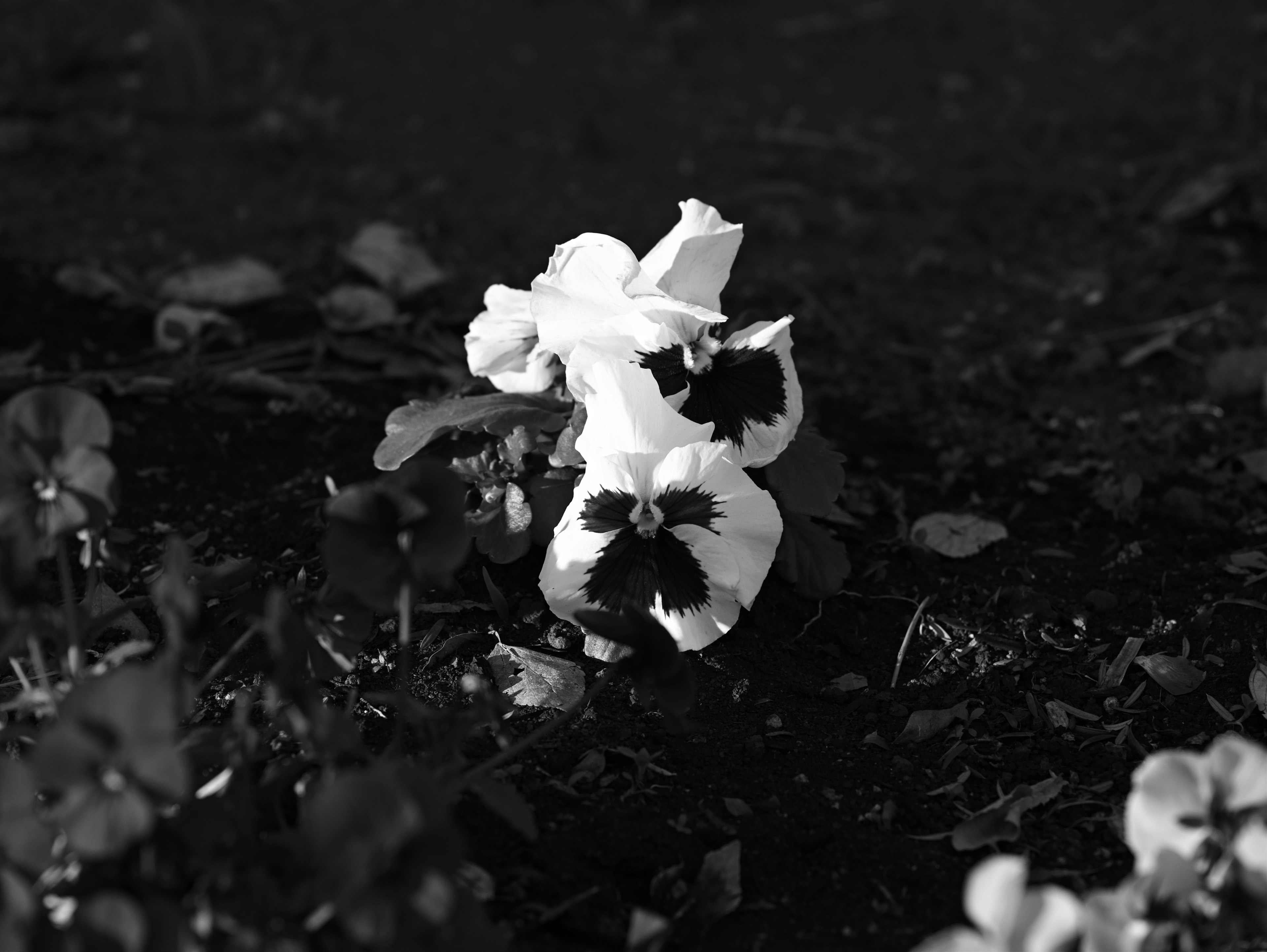 White pansies stand out against a dark background