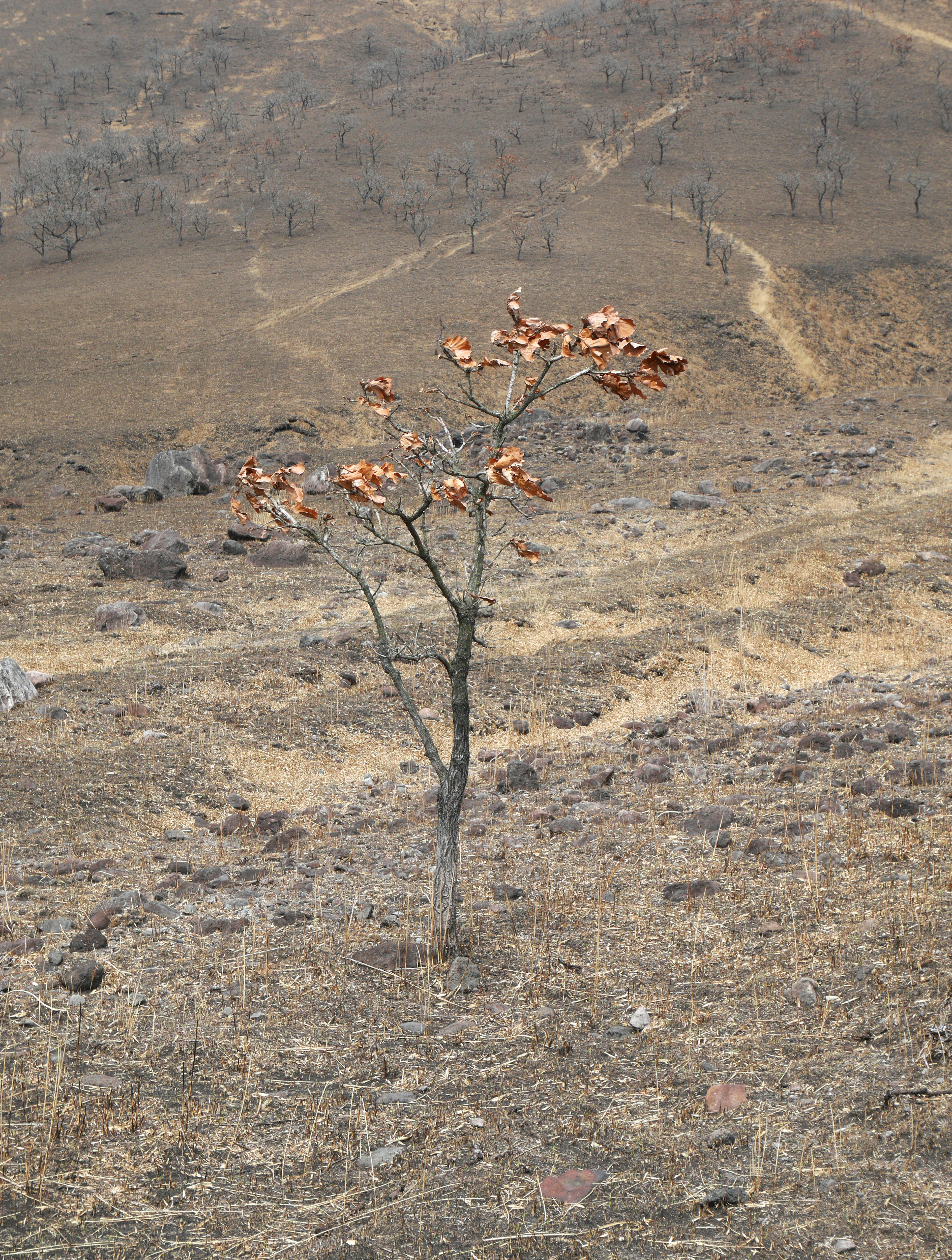 Un singolo albero su terreno secco con foglie secche rimanenti