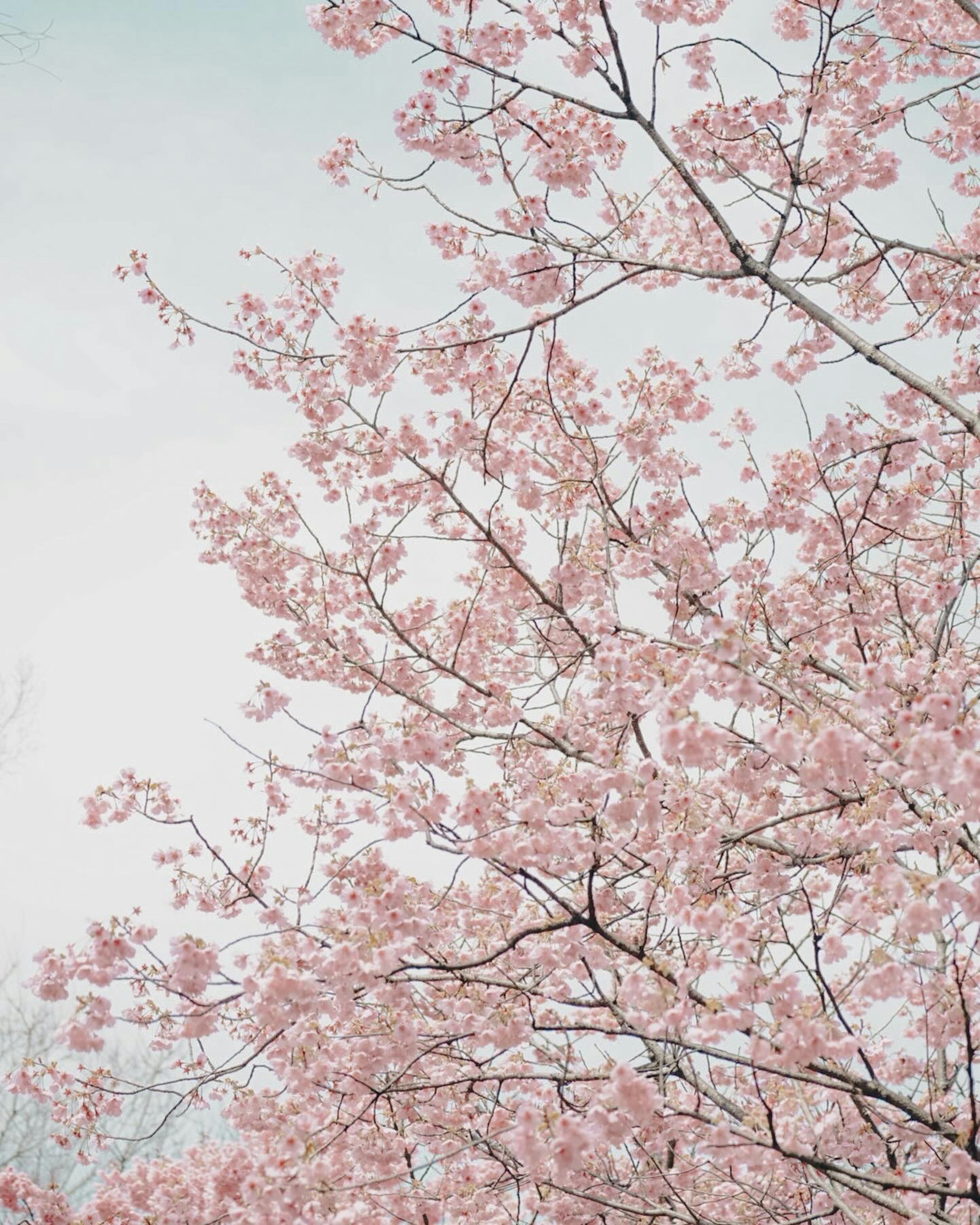 櫻花樹枝特寫，粉色花朵