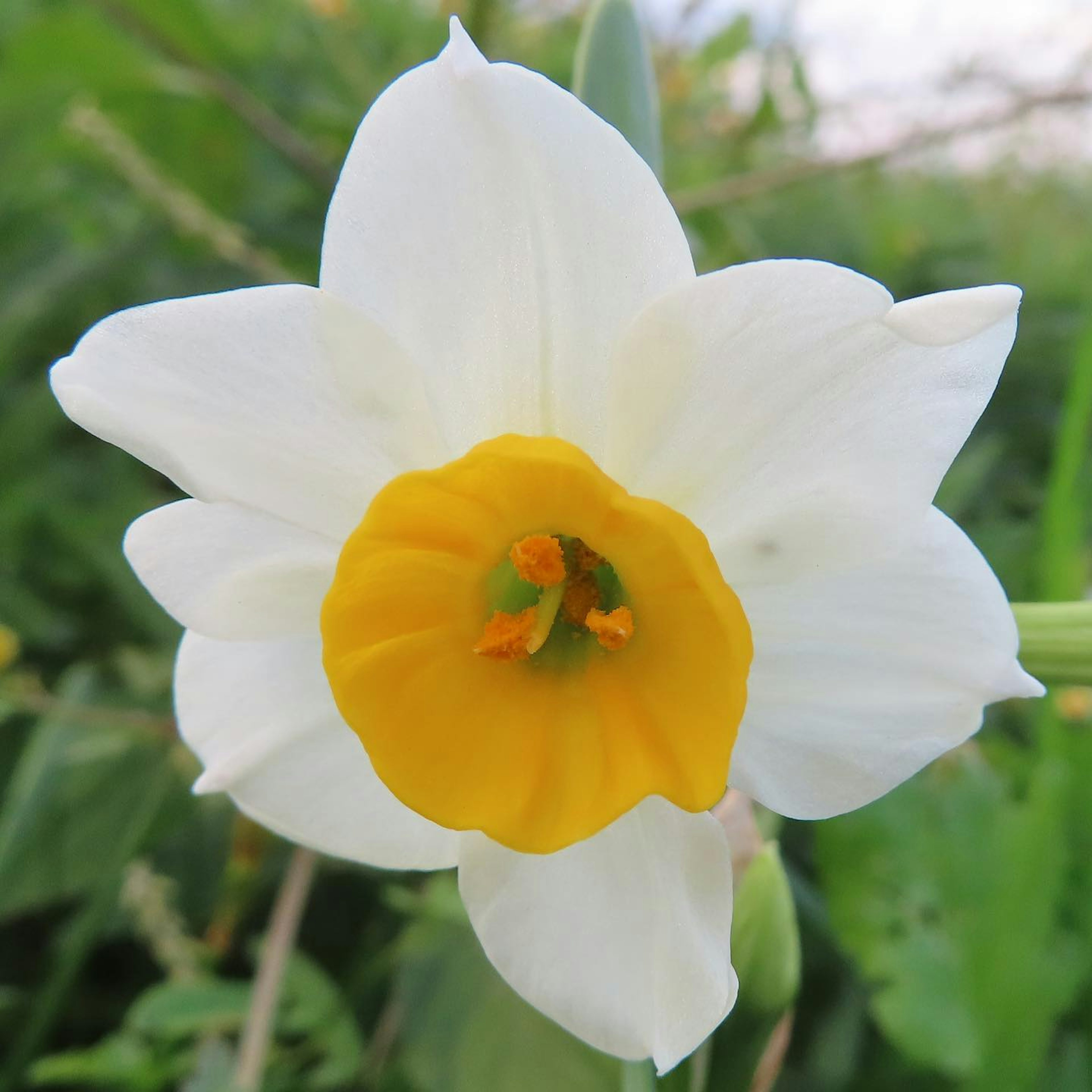 Bunga daffodil dengan kelopak putih dan pusat kuning