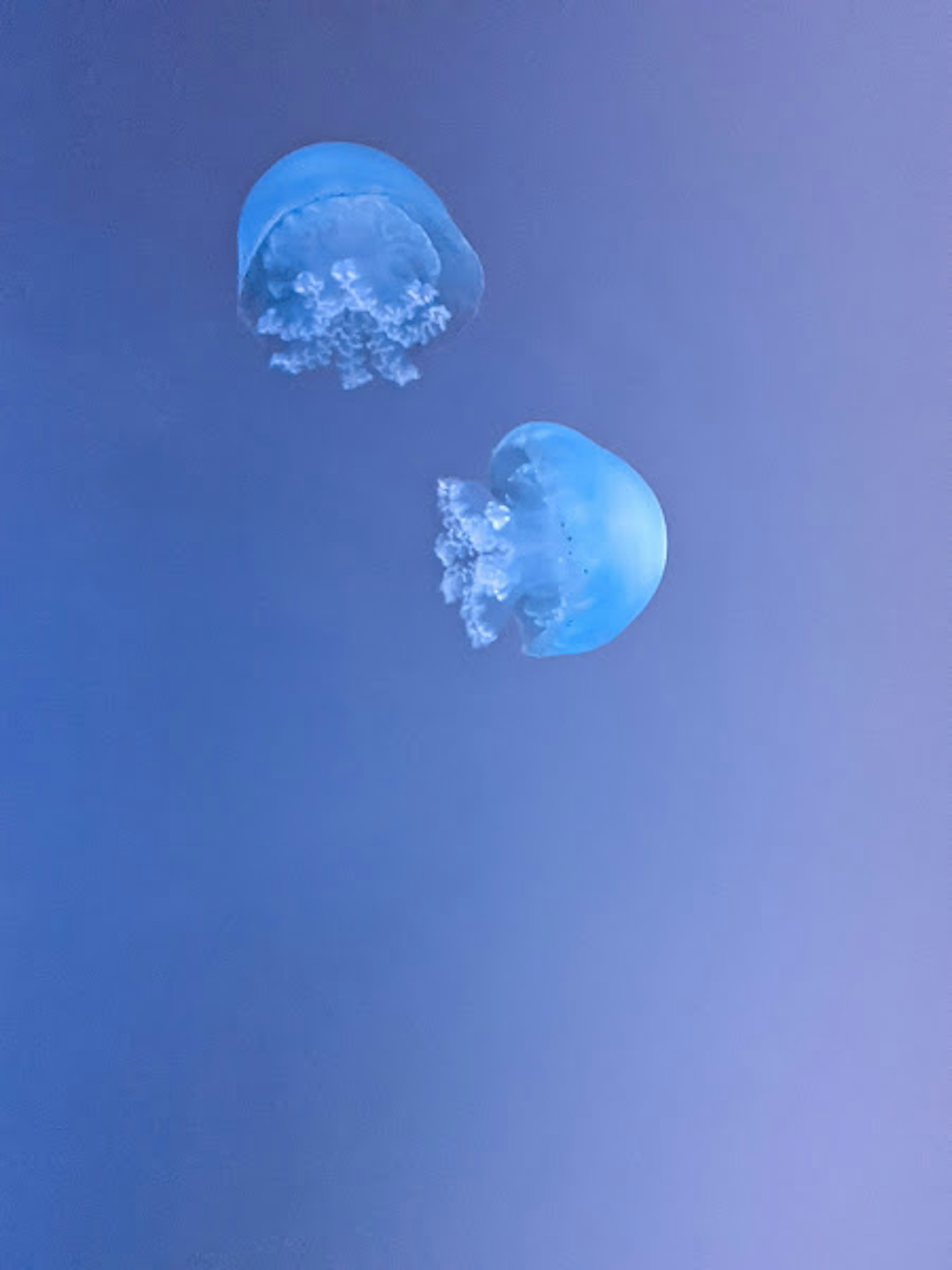 Dos medusas azules flotando en un fondo azul degradado