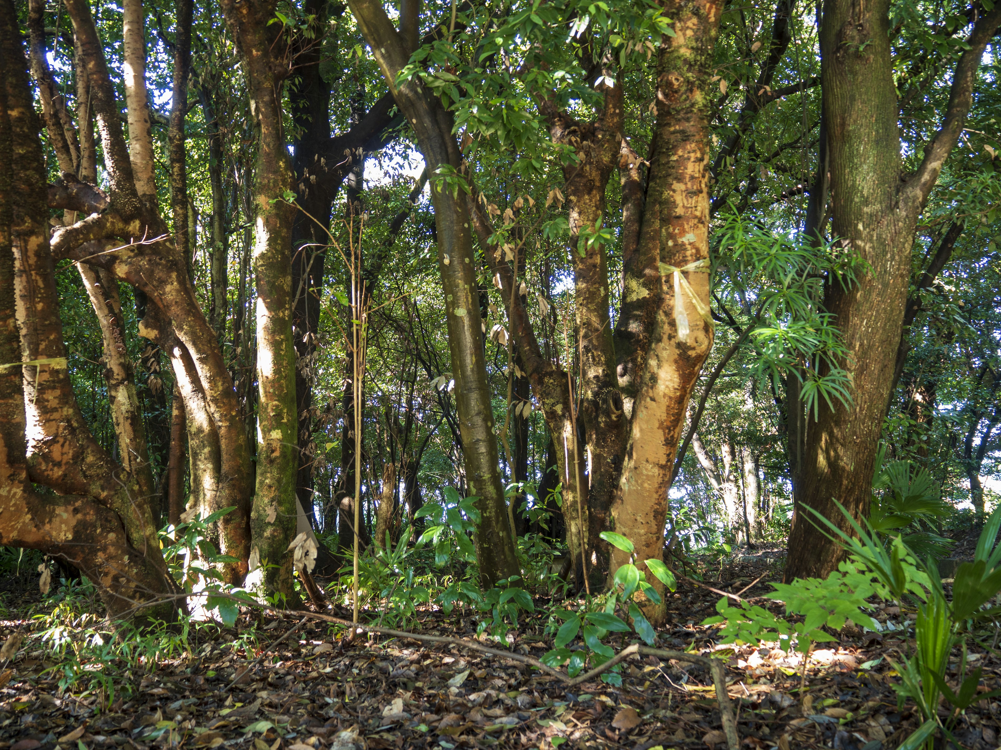 A vibrant forest scene with tall trees and lush greenery