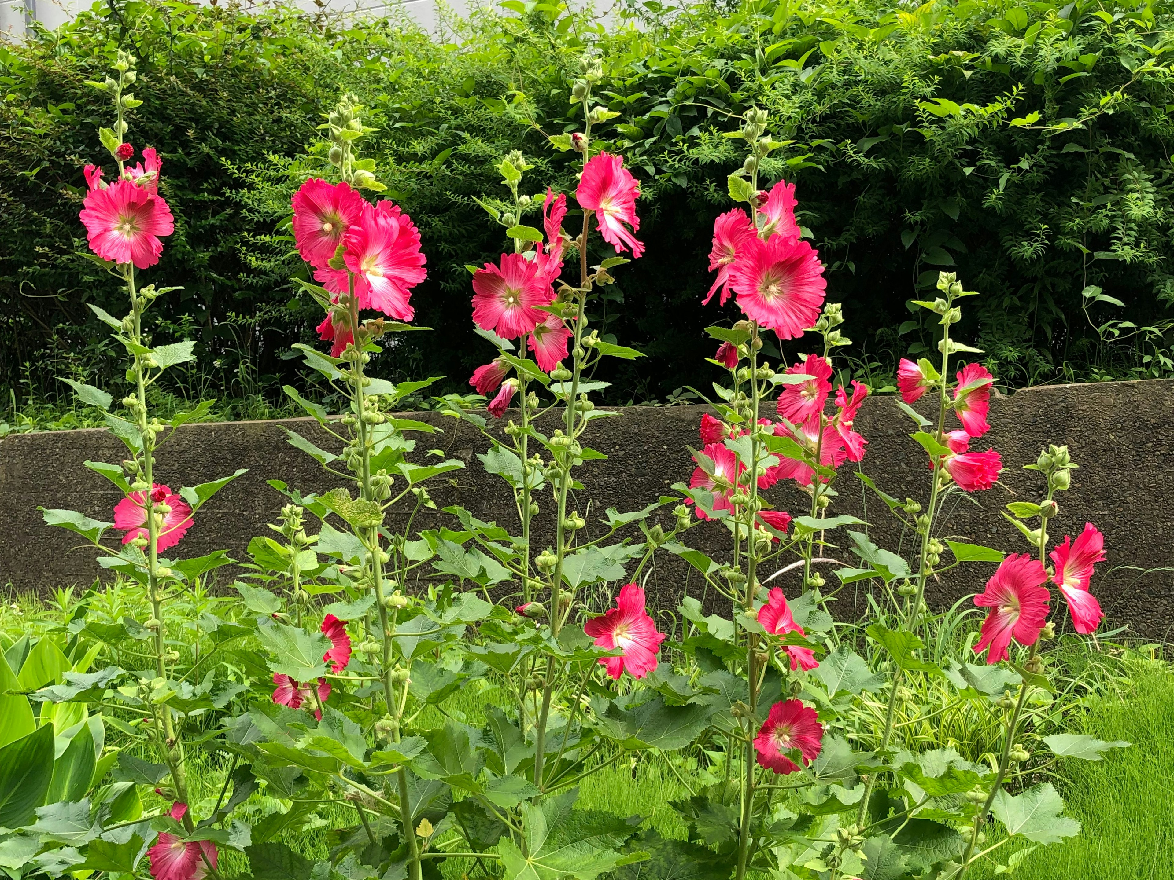 Lebendige Reihe roter Blumen in einem Garten