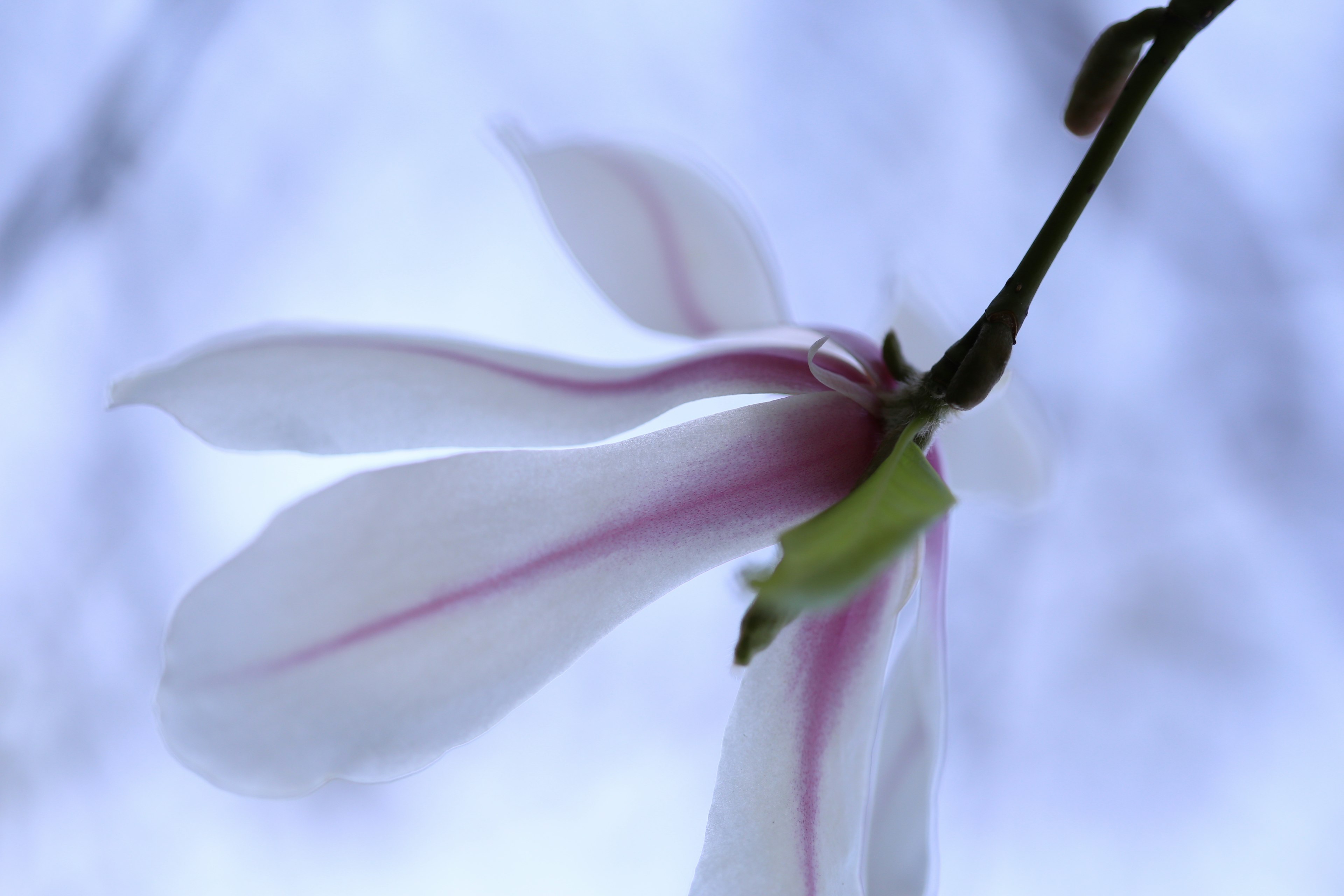 Eine Magnolienblüte mit weißen Blütenblättern und rosa Streifen vor einem sanften blauen Hintergrund