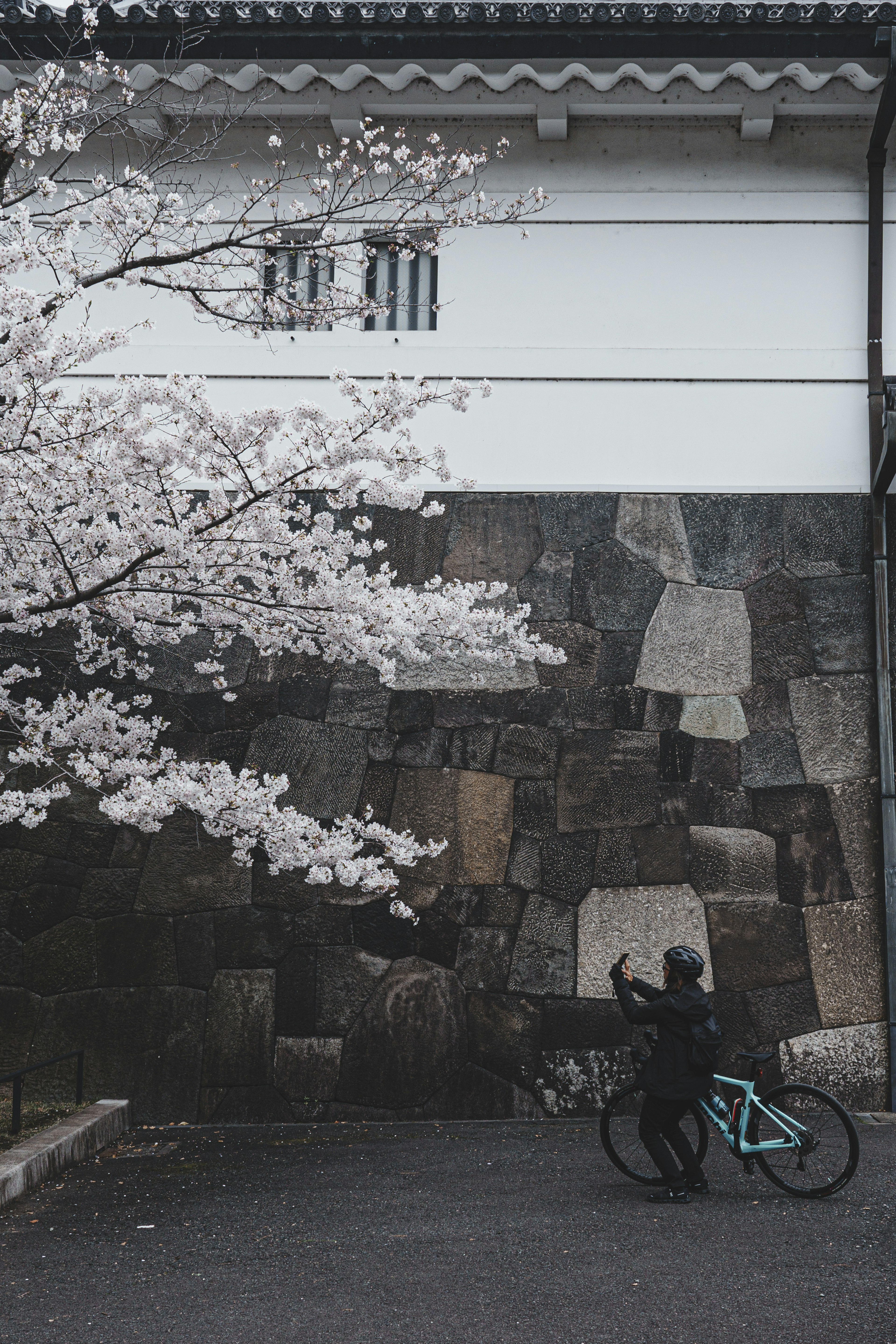 白い桜の木と石壁の前に自転車を持つ人物