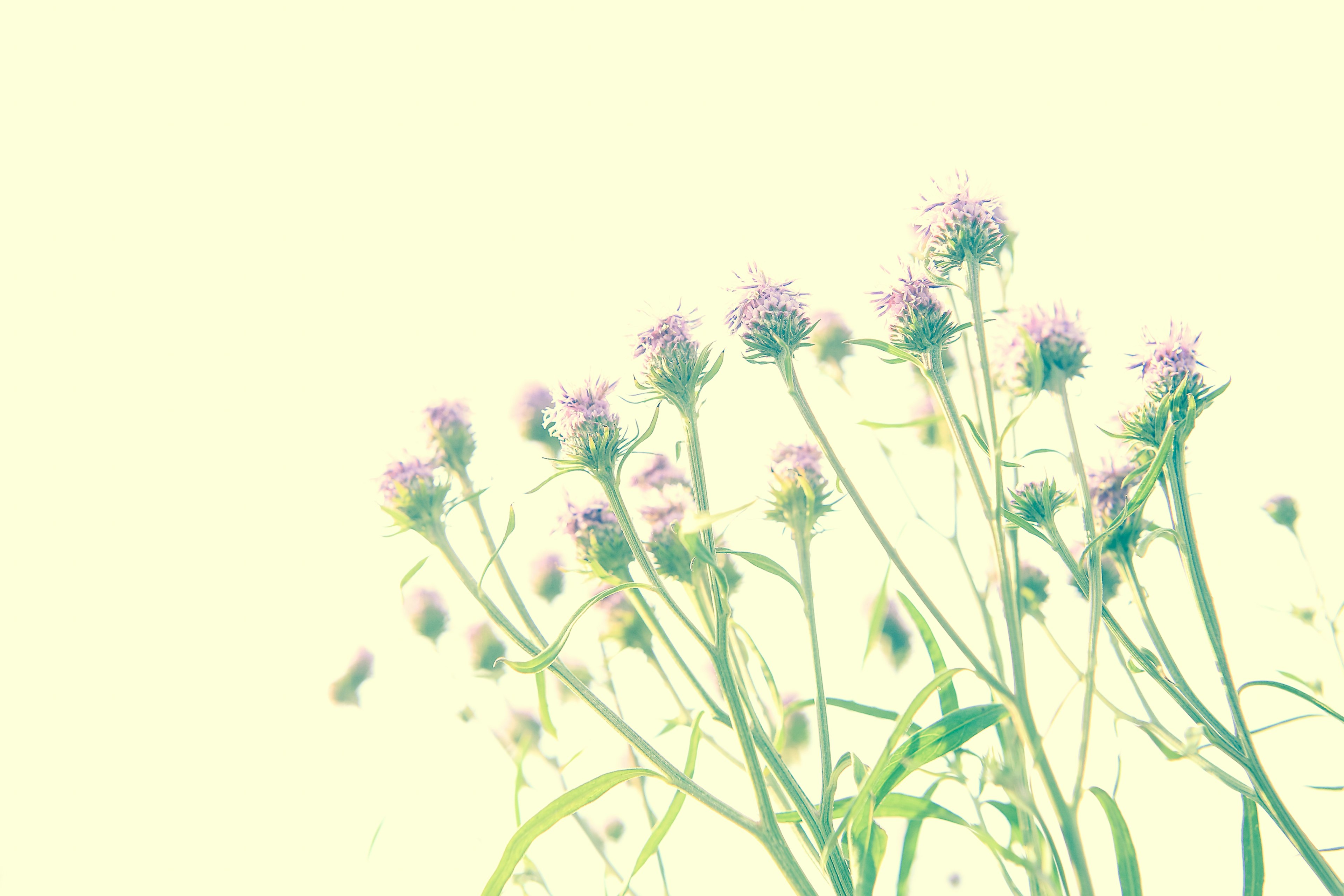 Clusters of purple flowers with green stems against a soft background