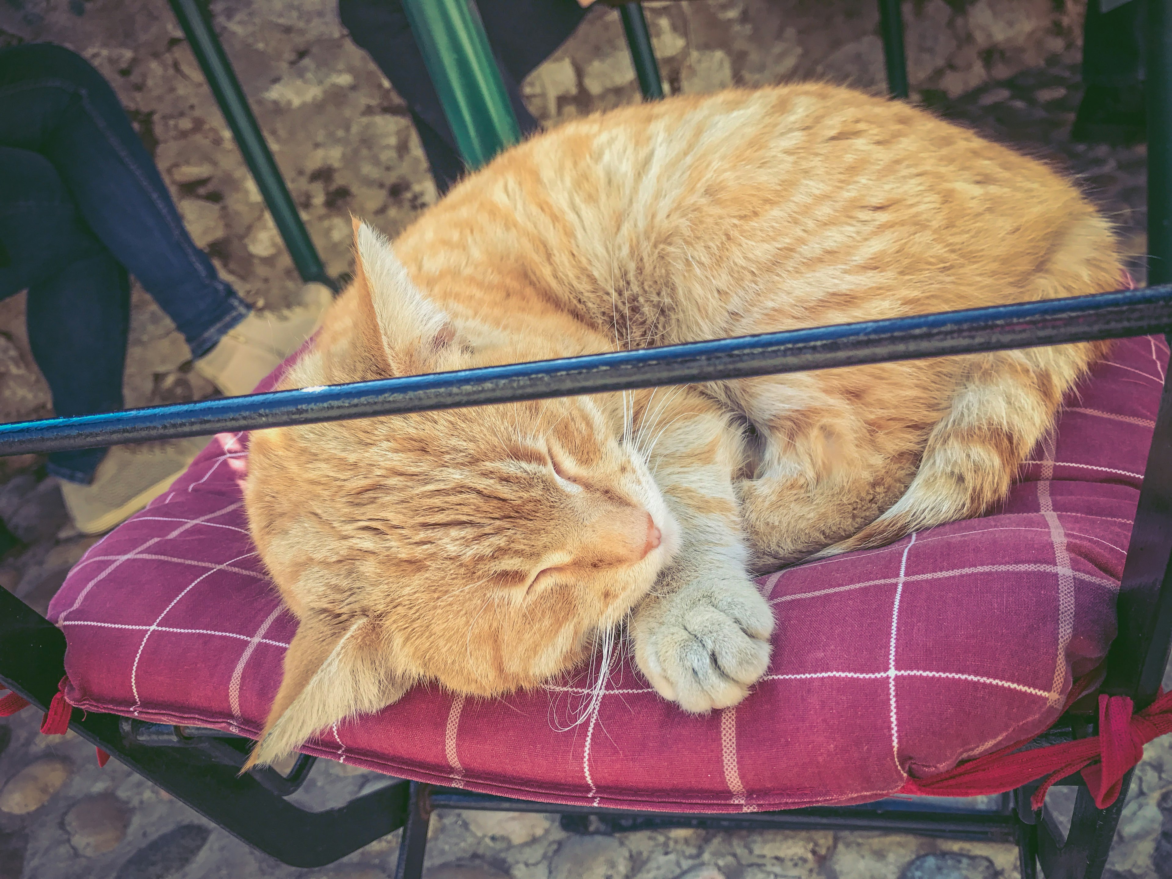 Un gato naranja acurrucado durmiendo en un cojín de cuadros rojos