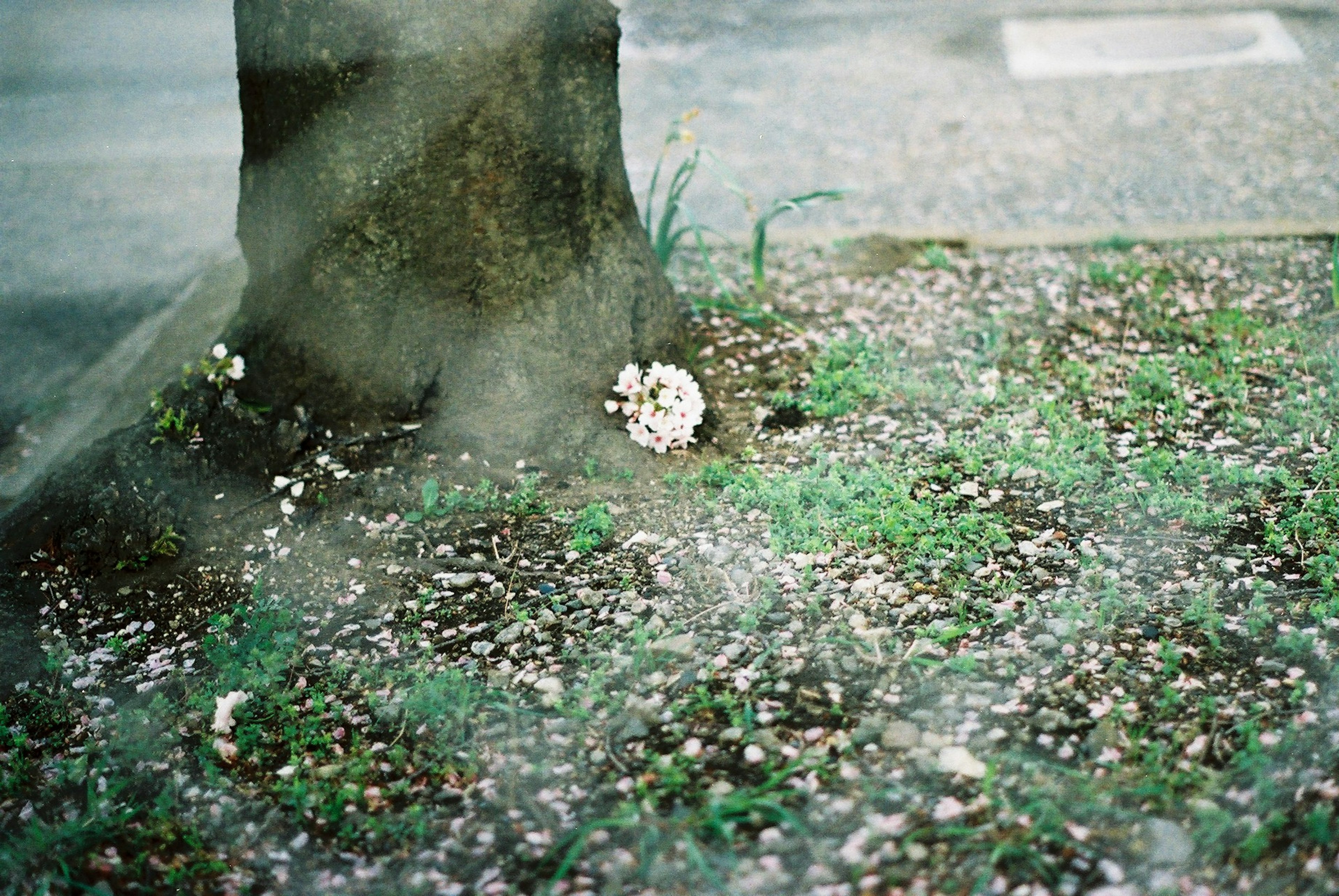 木の根元に咲く白い花と緑の草の風景