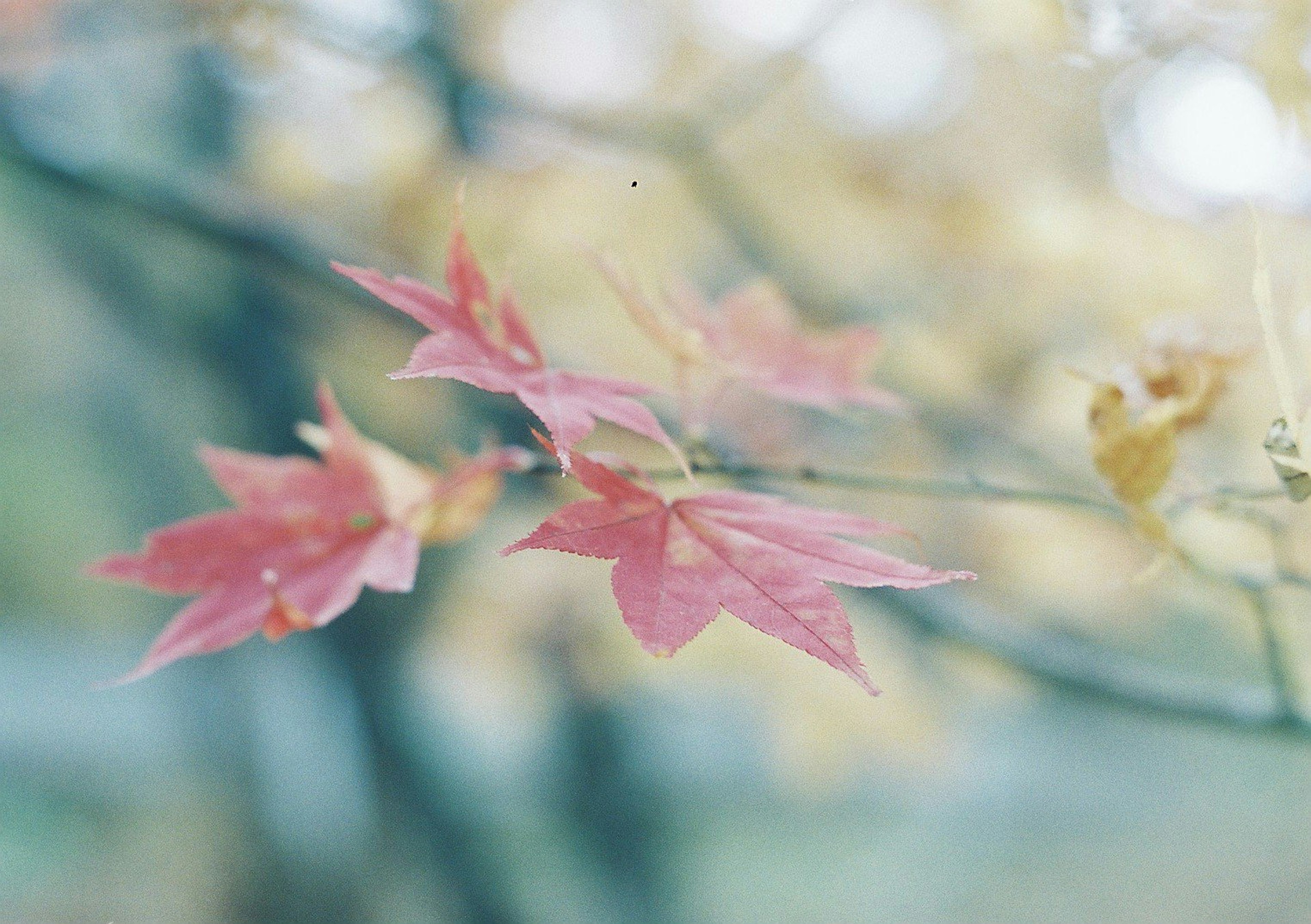 秋の紅葉が映える柔らかい背景の中の赤い葉