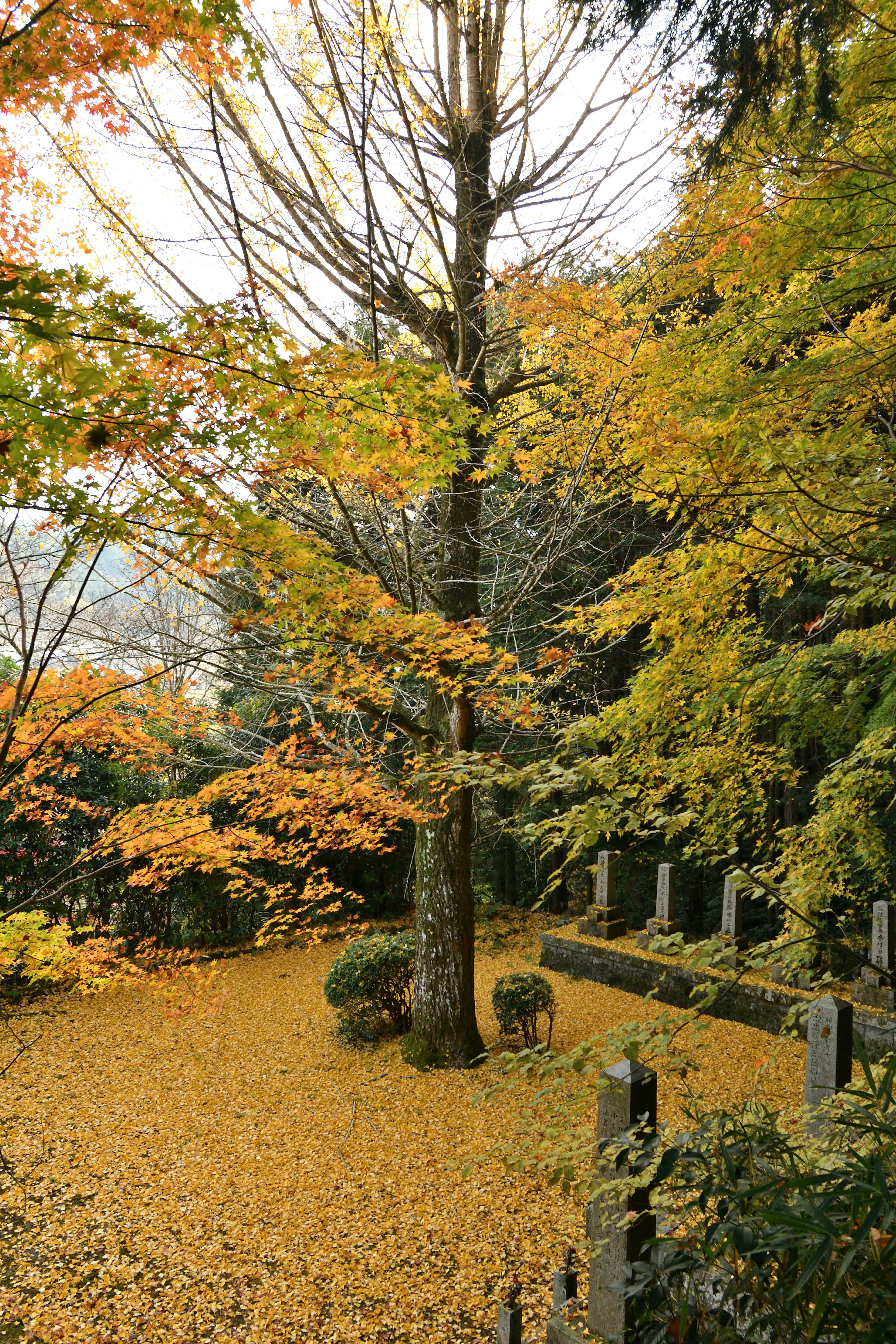 Scenic autumn landscape with vibrant foliage yellow and green trees