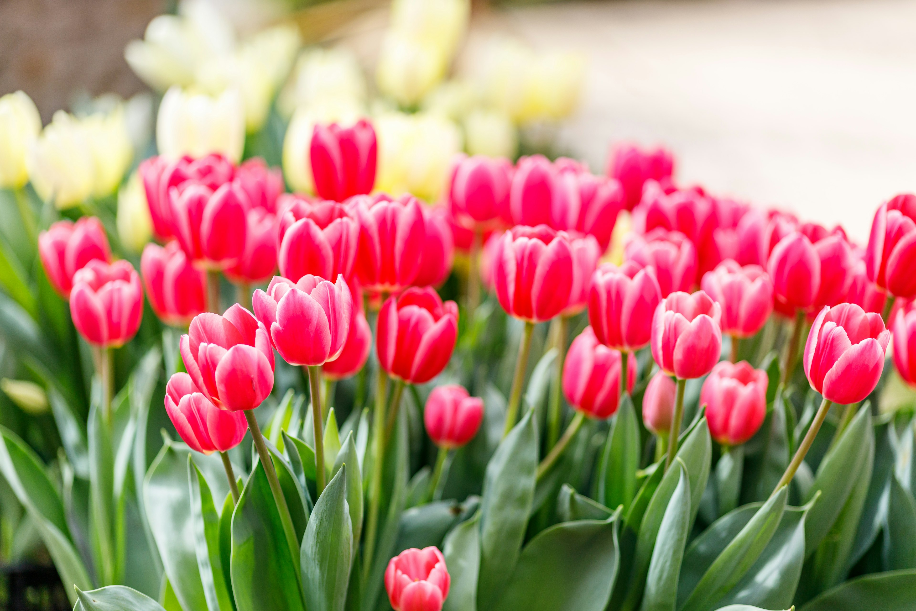 Campo de vibrantes tulipanes rojos con suaves tulipanes amarillos al fondo