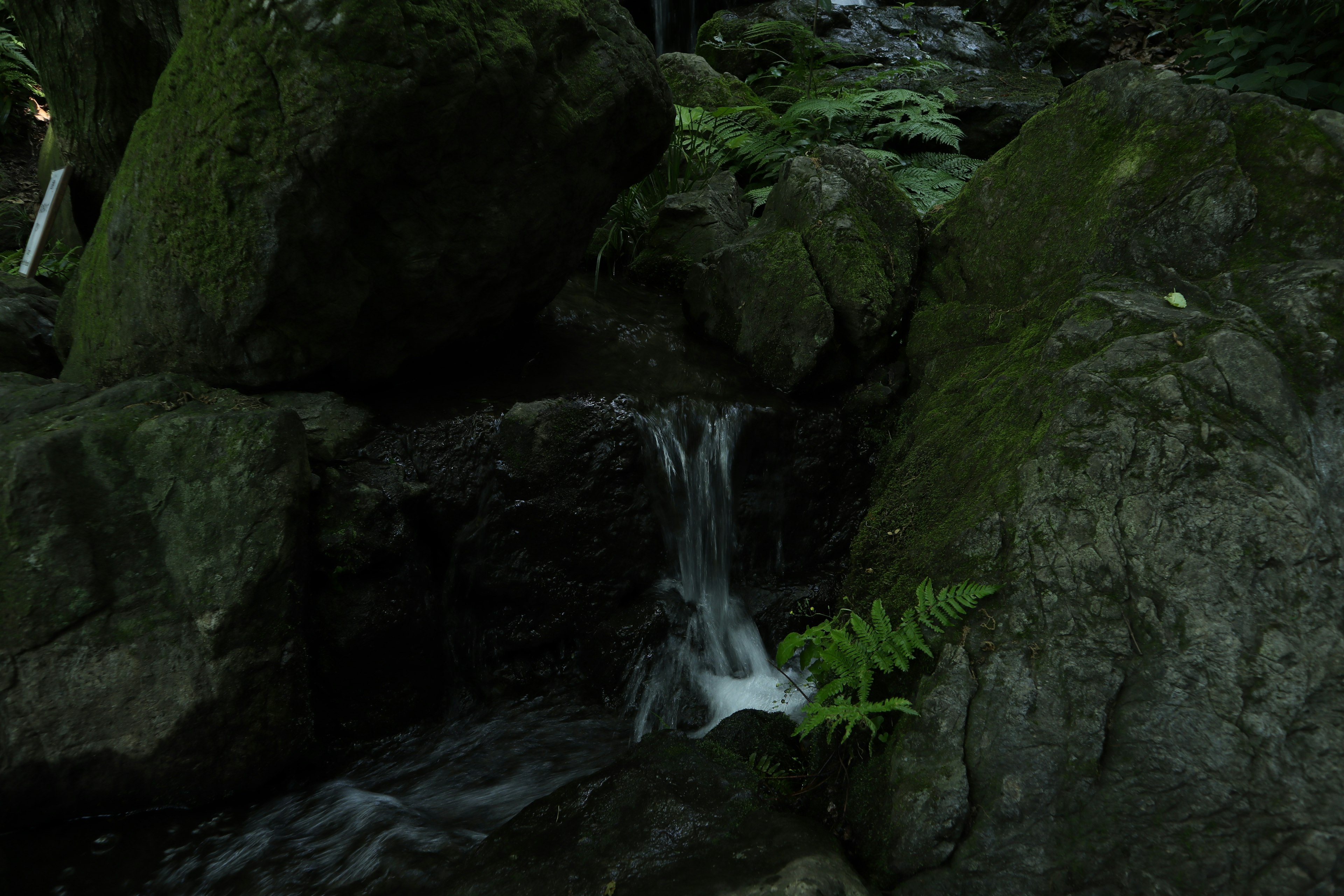 Air terjun kecil mengalir di atas batu yang dikelilingi lumut dan paku-pakuan