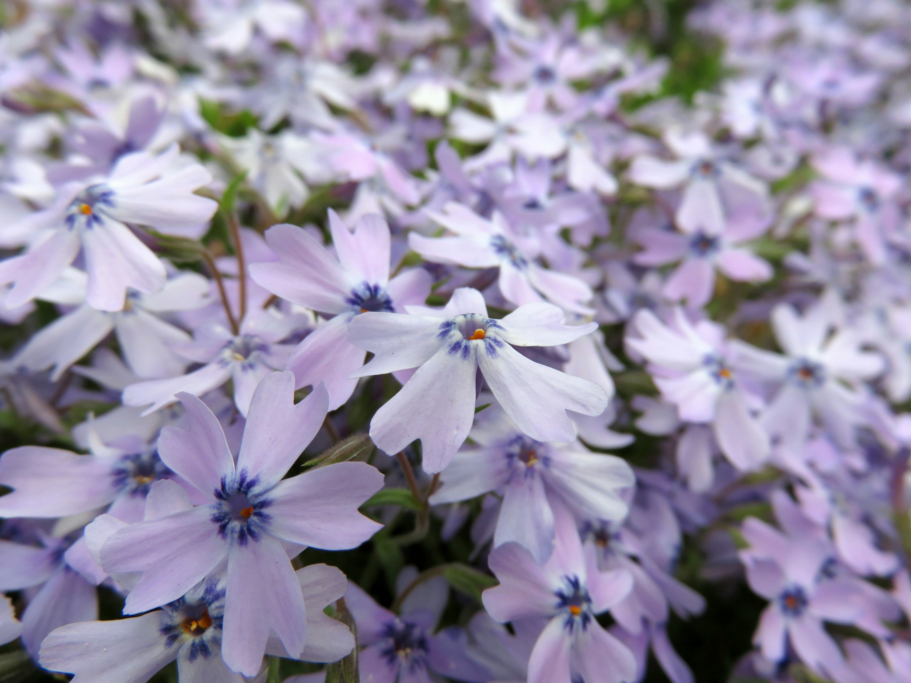 Groupe de délicates fleurs violettes avec des centres bleus