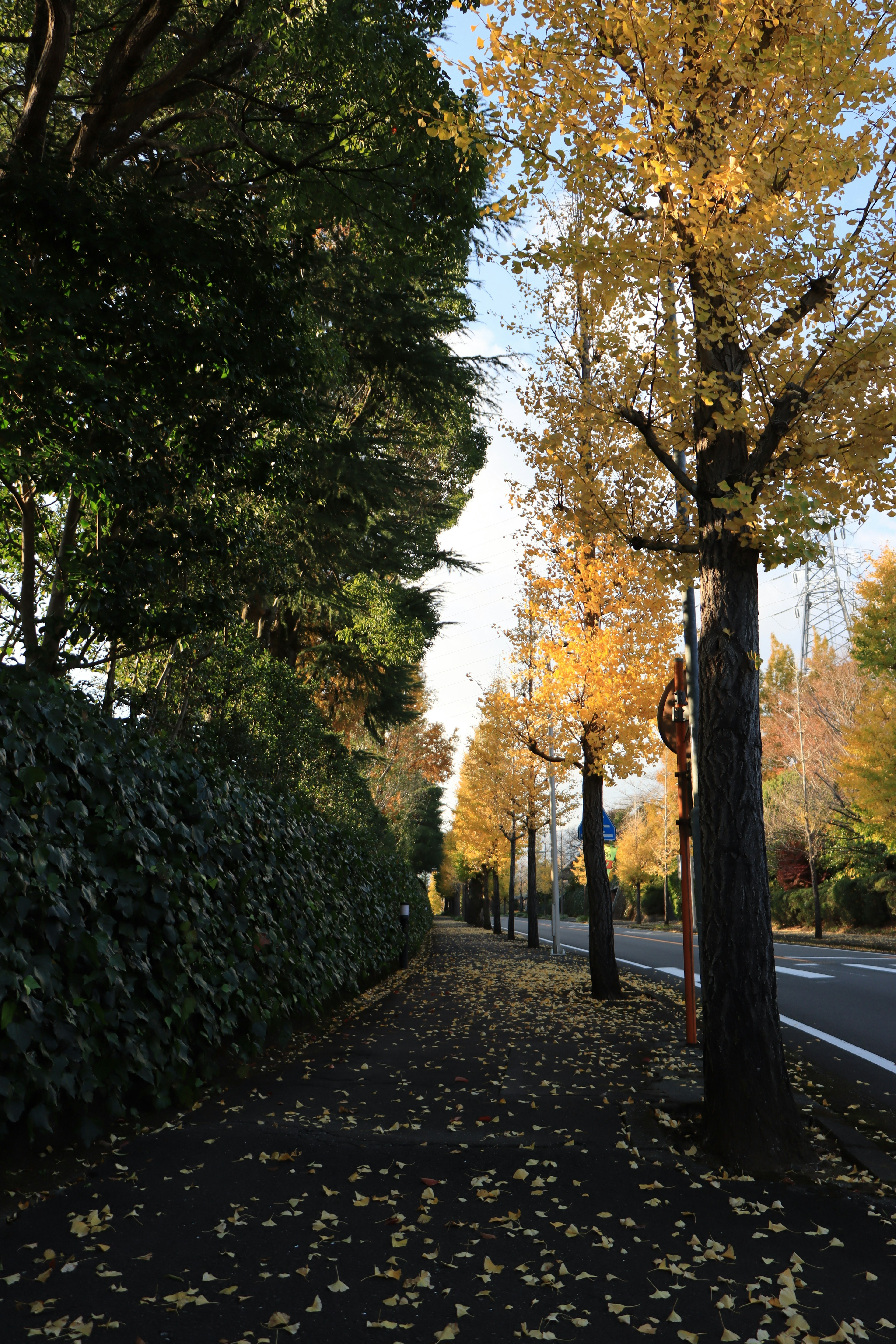 Sentiero alberato autunnale con foglie gialle