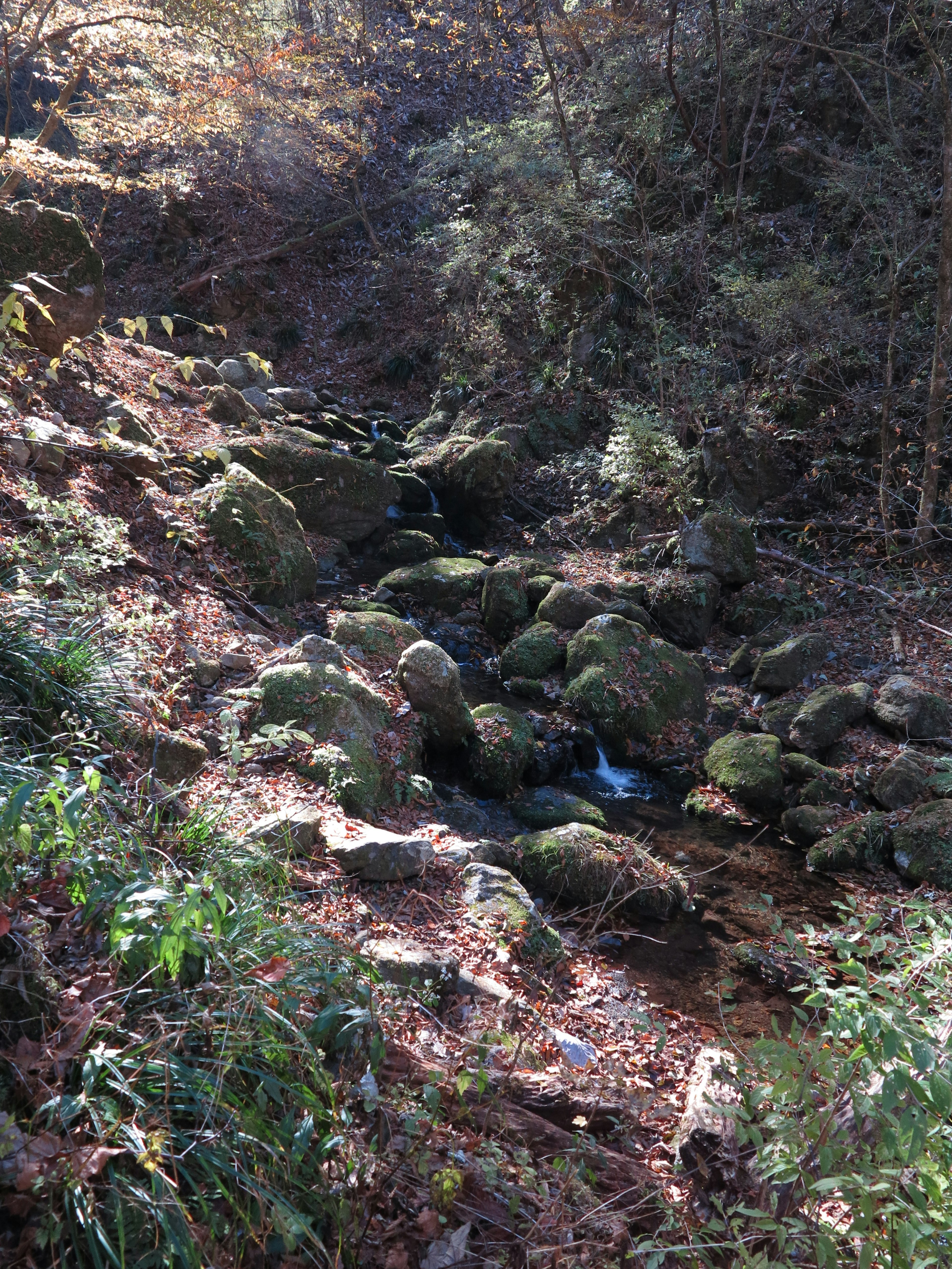 Scenic view of a stream surrounded by rocks and green plants