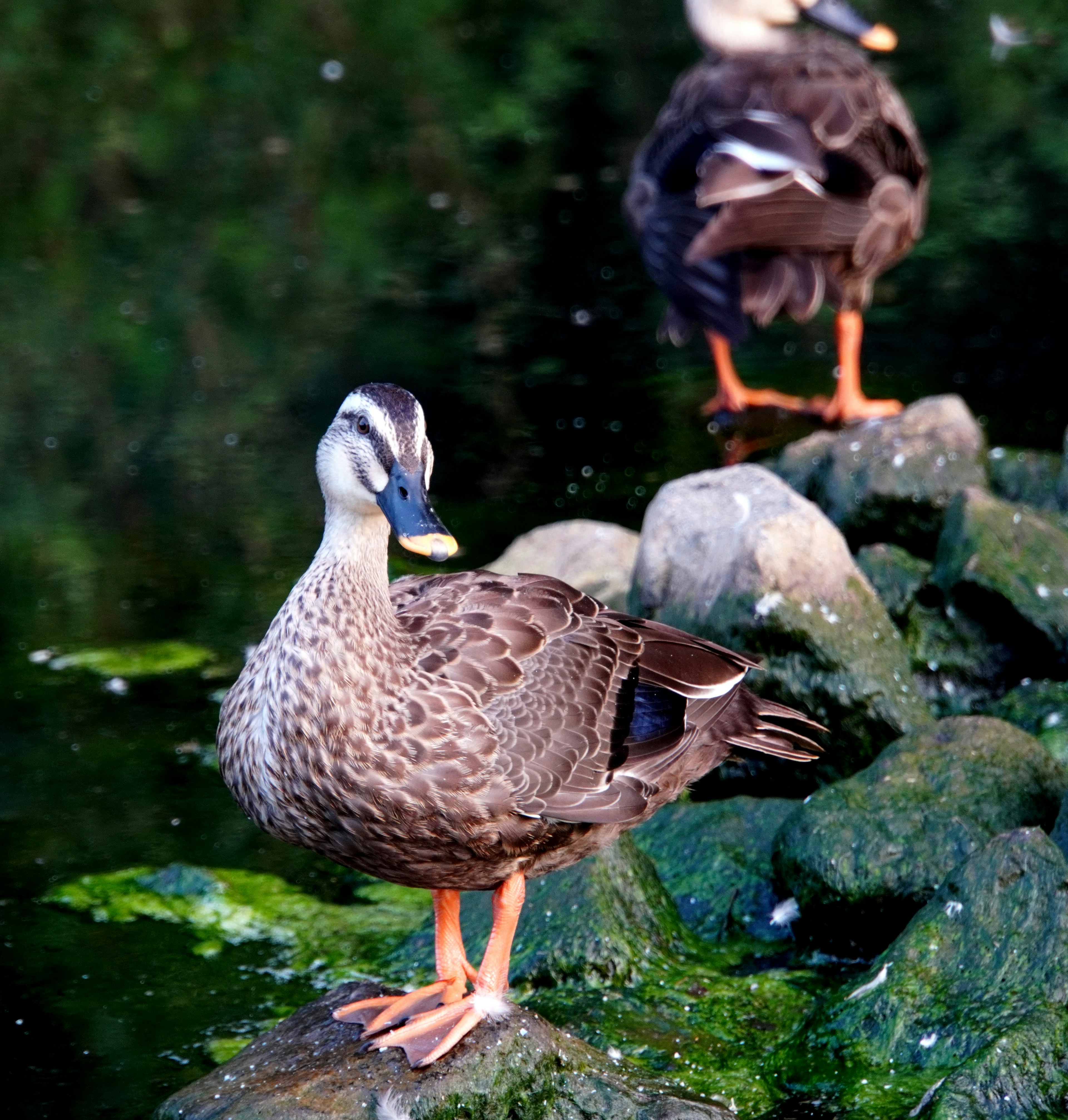 Eine Ente steht auf einem Stein am Wasser mit einer anderen Ente im Hintergrund