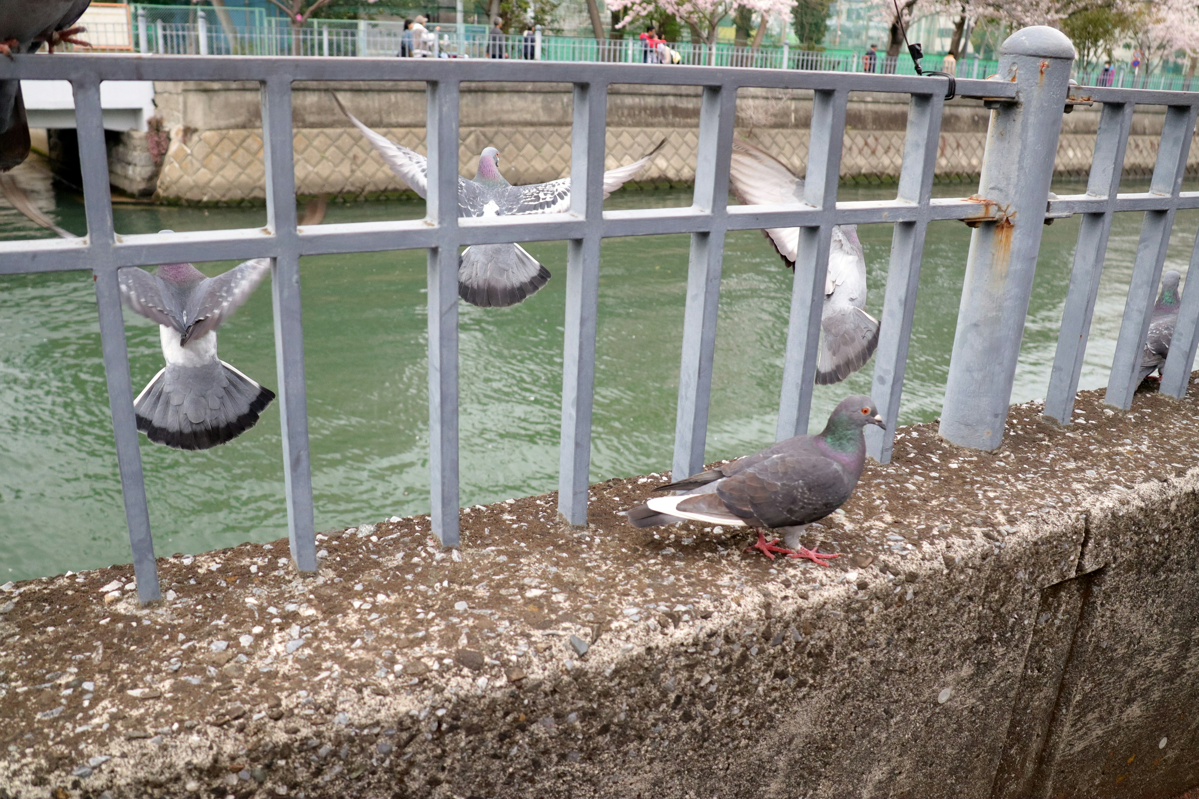 Palomas en una valla junto al agua con una que vuela