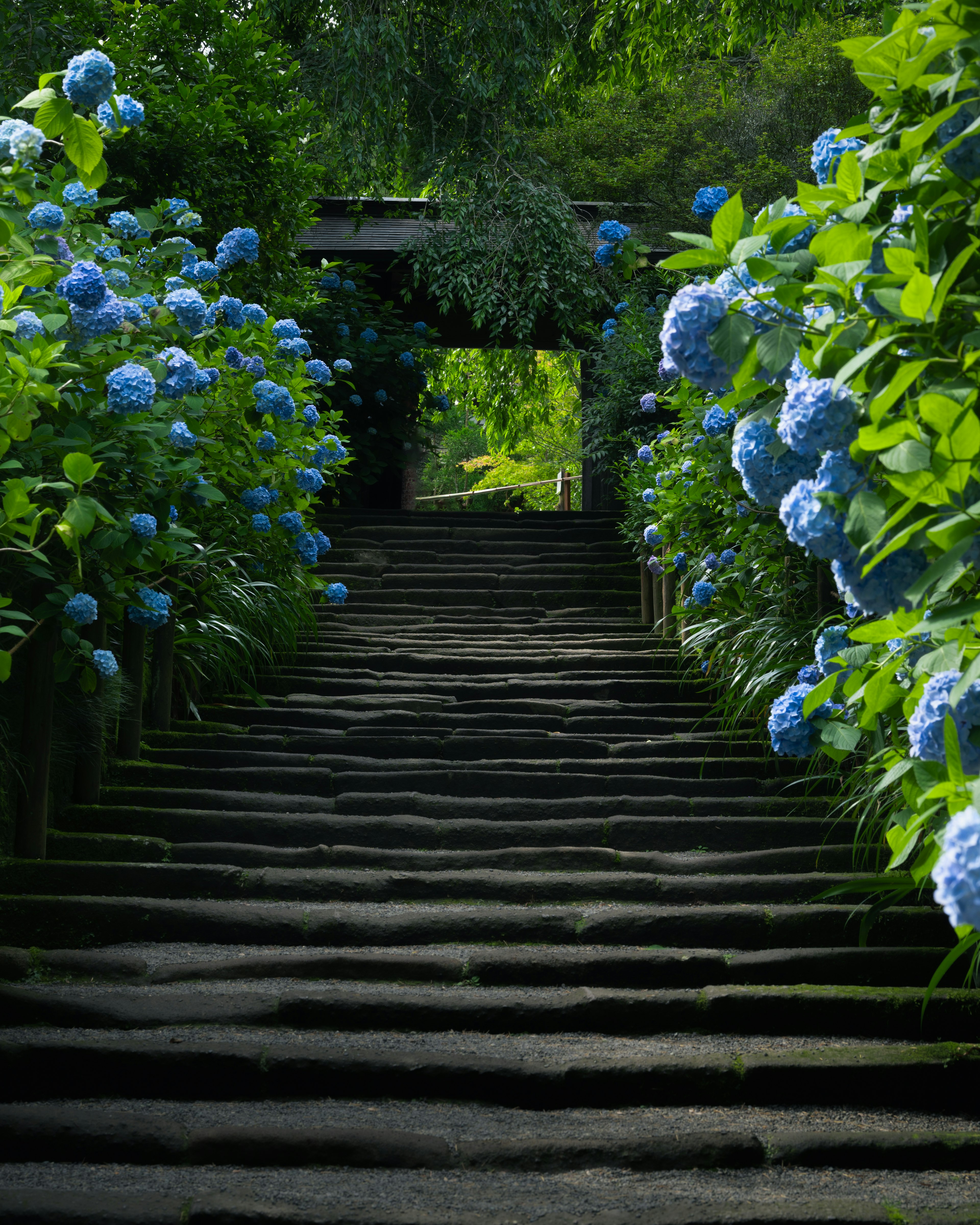 Escaleras de piedra flanqueadas por hortensias azules que conducen a un arco verde