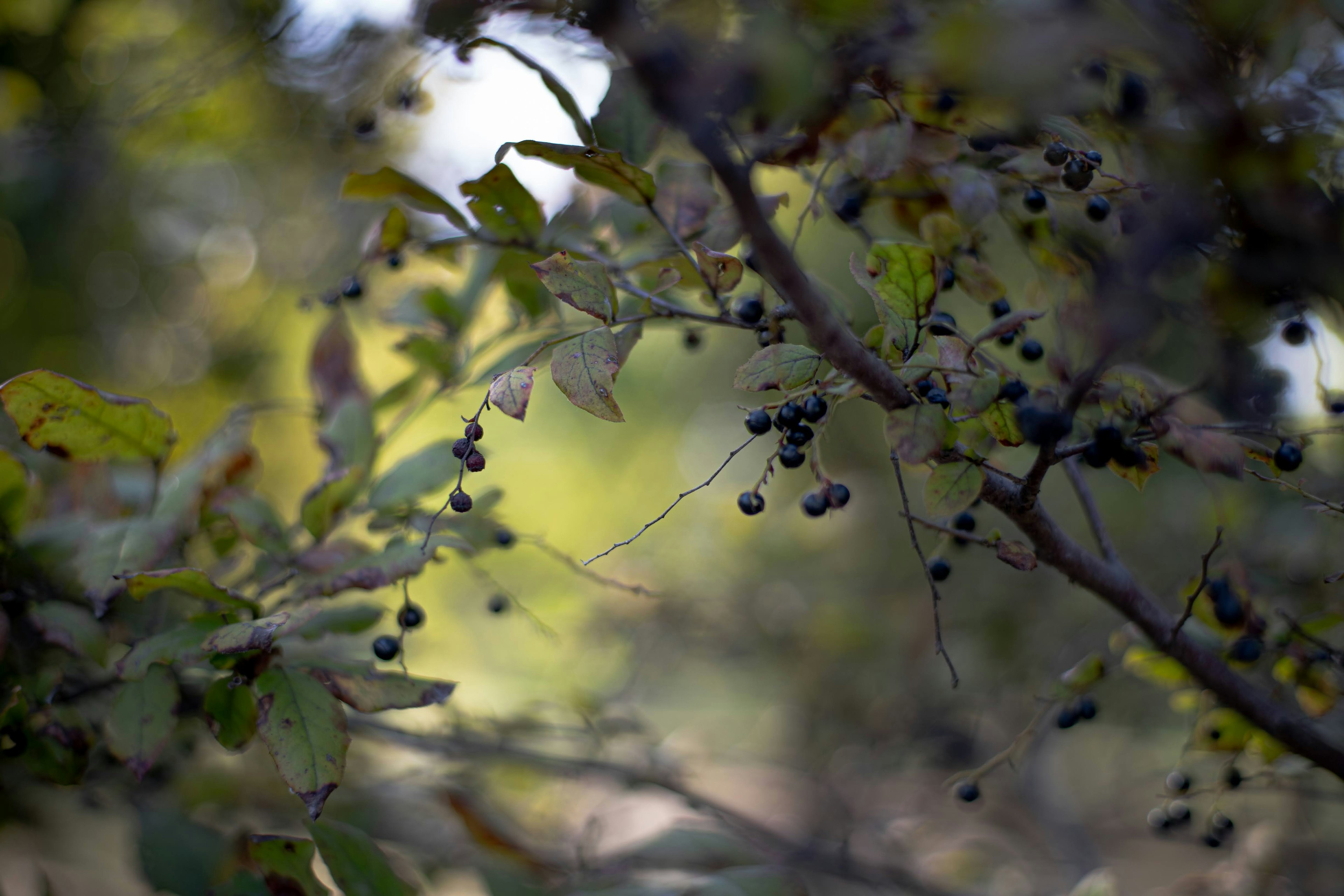 Branches avec des baies sombres entourées de feuilles vertes