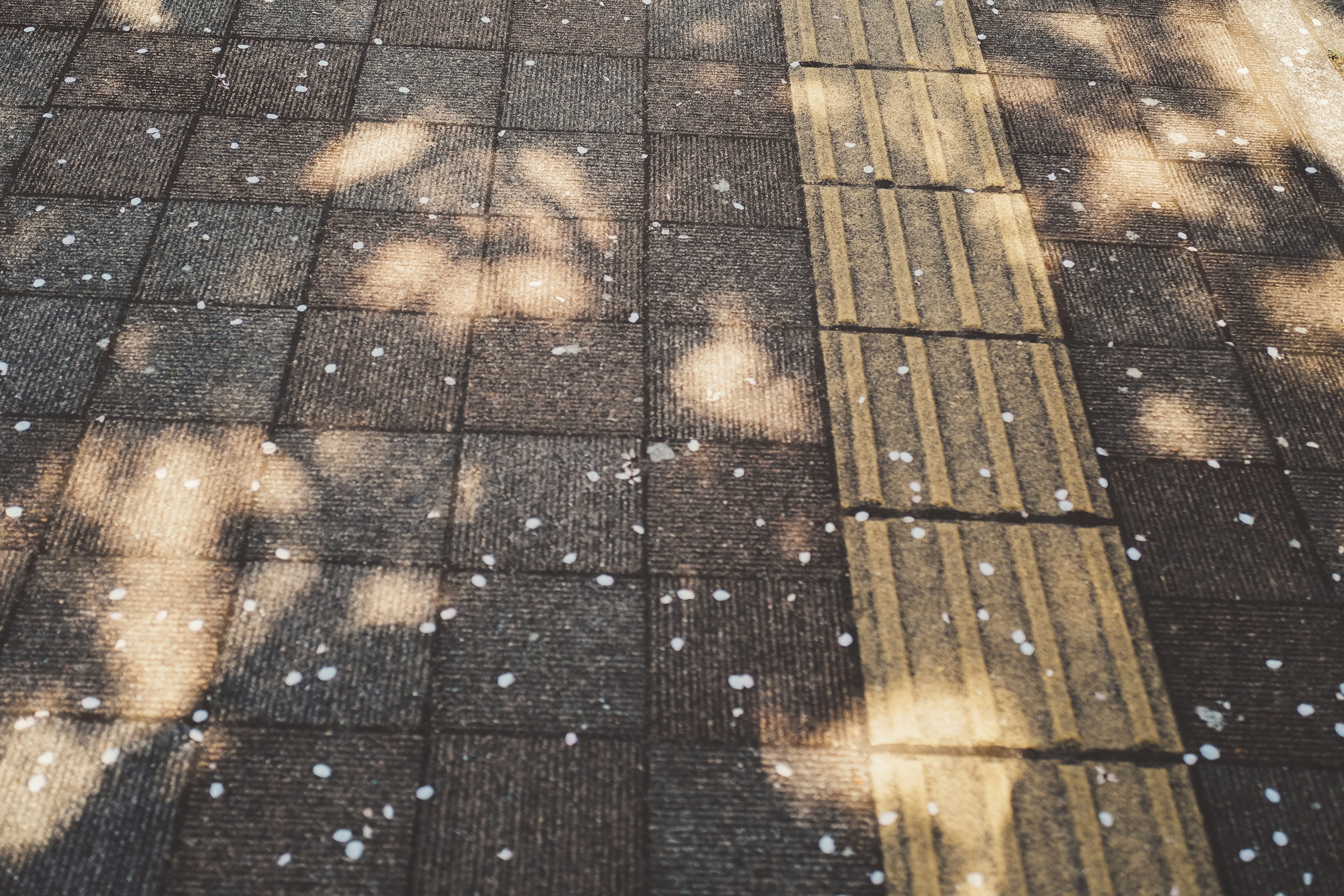 舗装された道に落ちた花びらと日影の模様