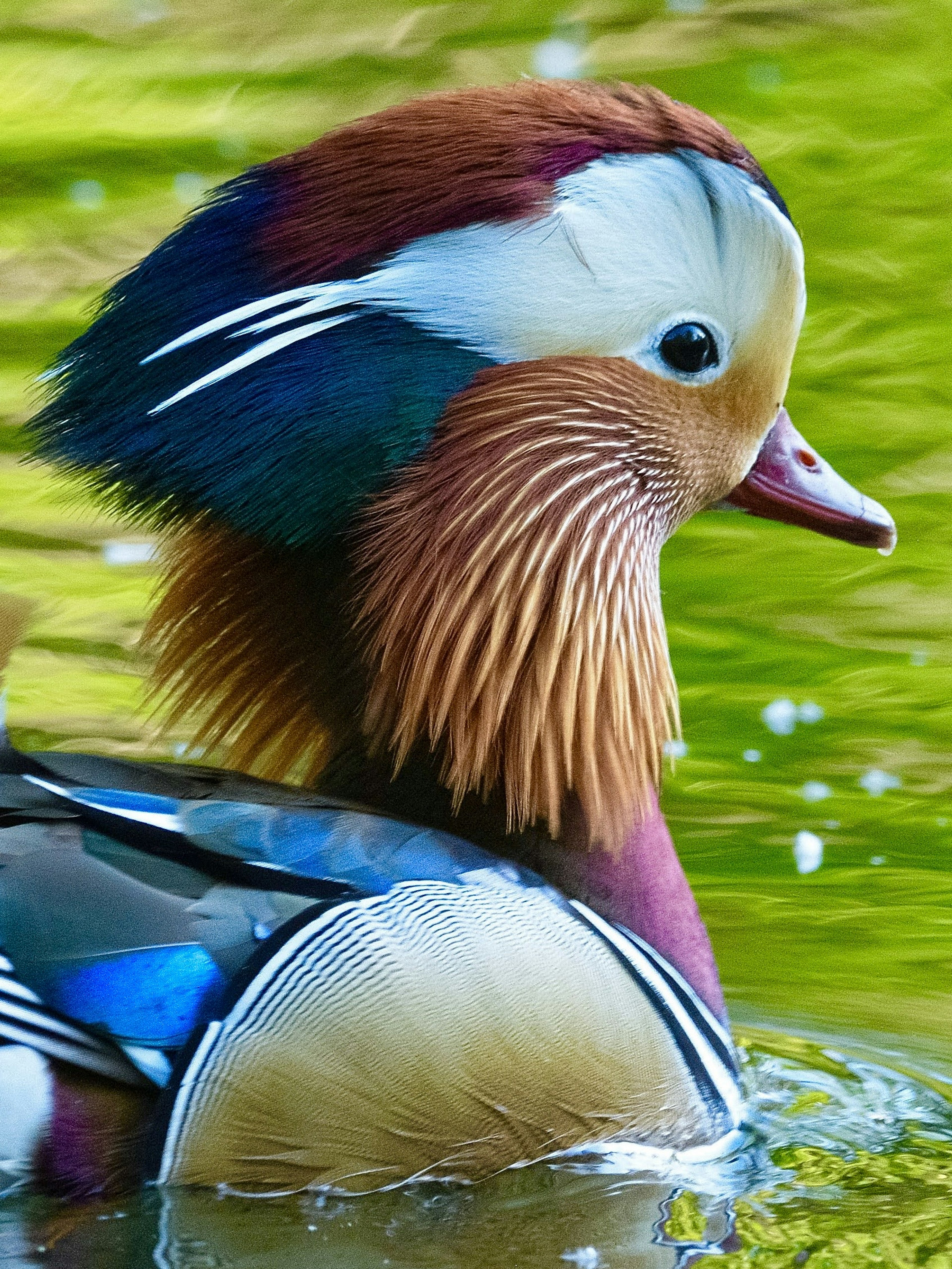 Nahaufnahme einer Mandarinente lebhaftes Gefieder und ruhige Wasseroberfläche