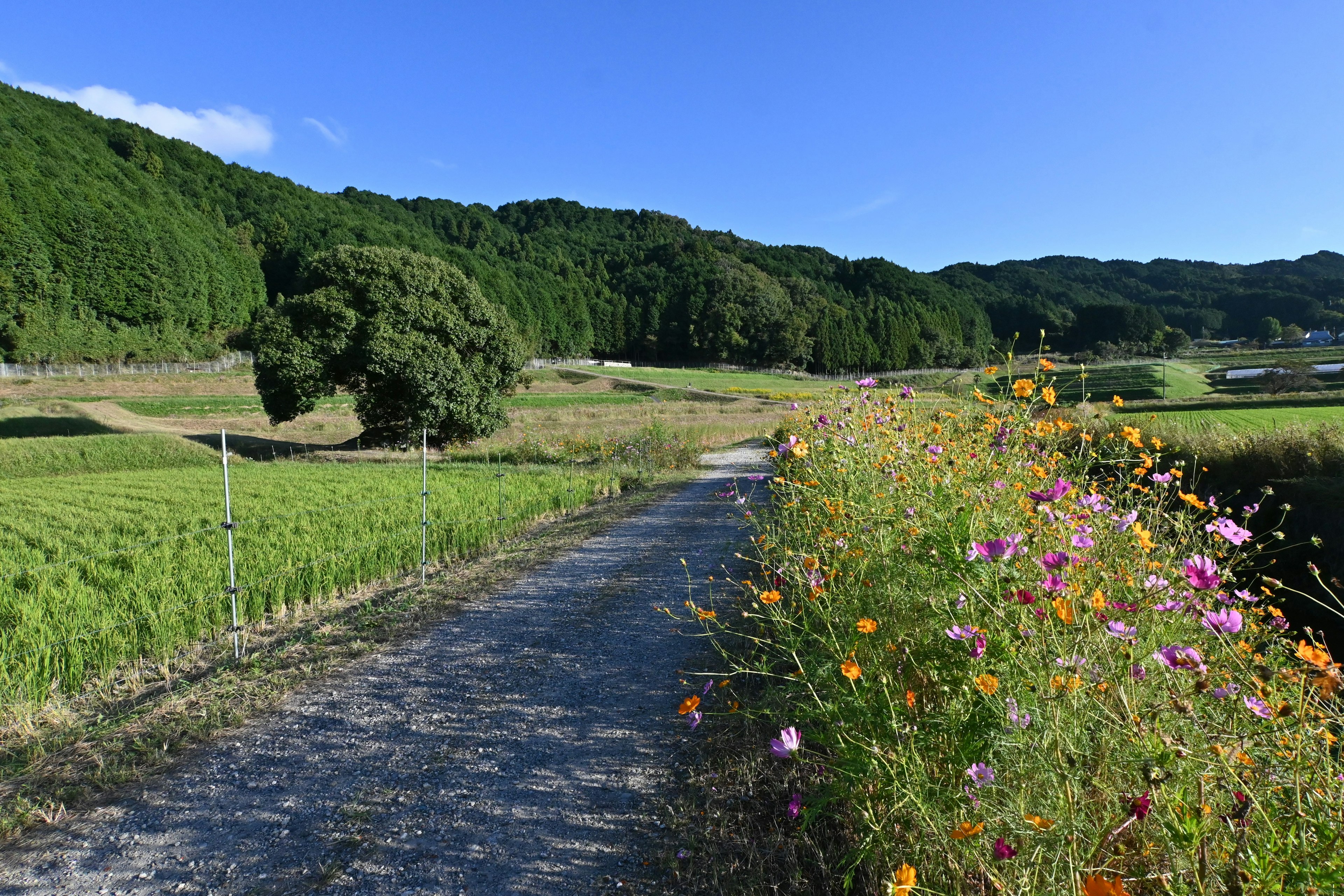 Scenic rural path lined with colorful wildflowers and lush green hills