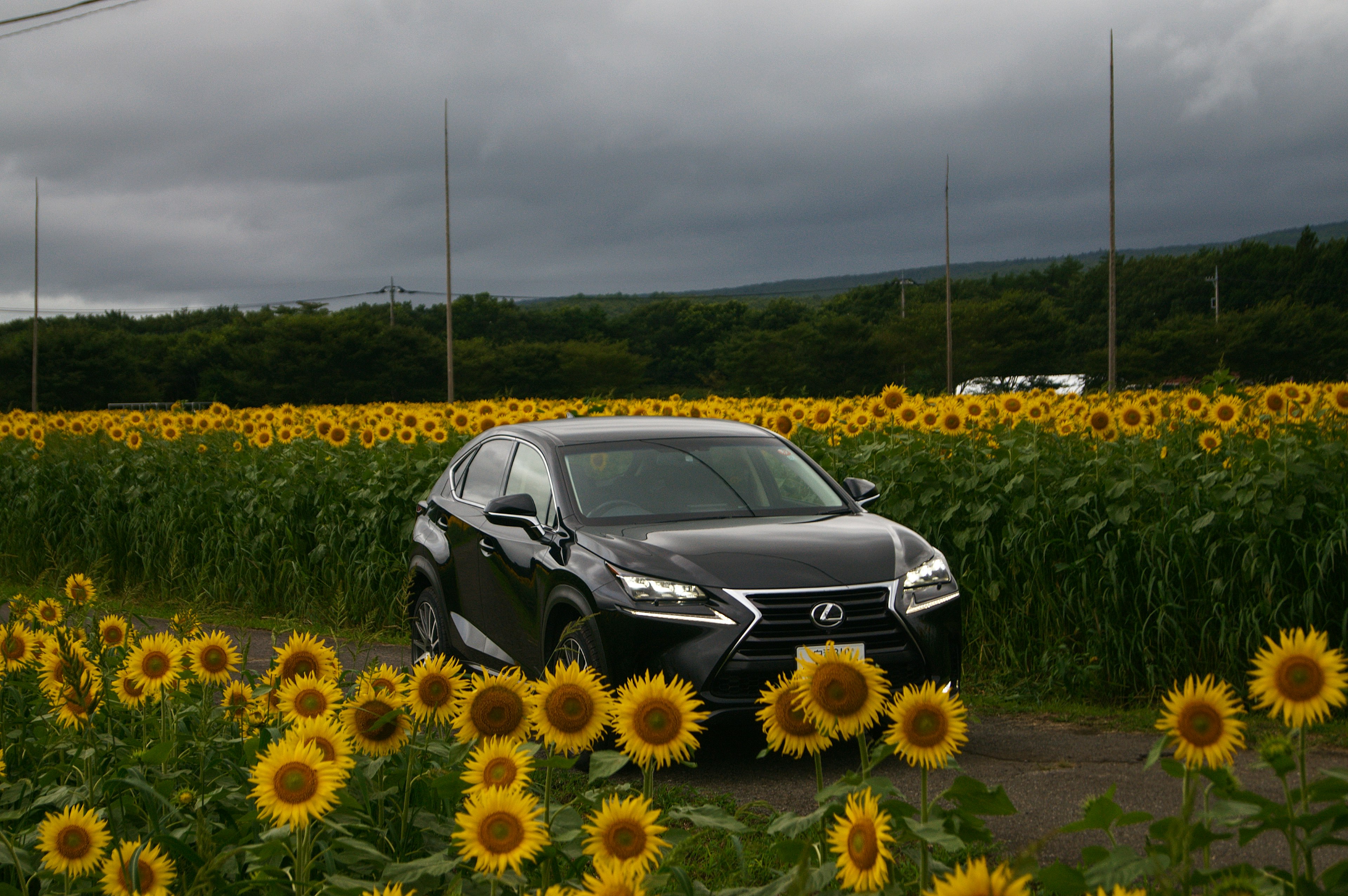 Un coche negro conduciendo a través de un campo de girasoles