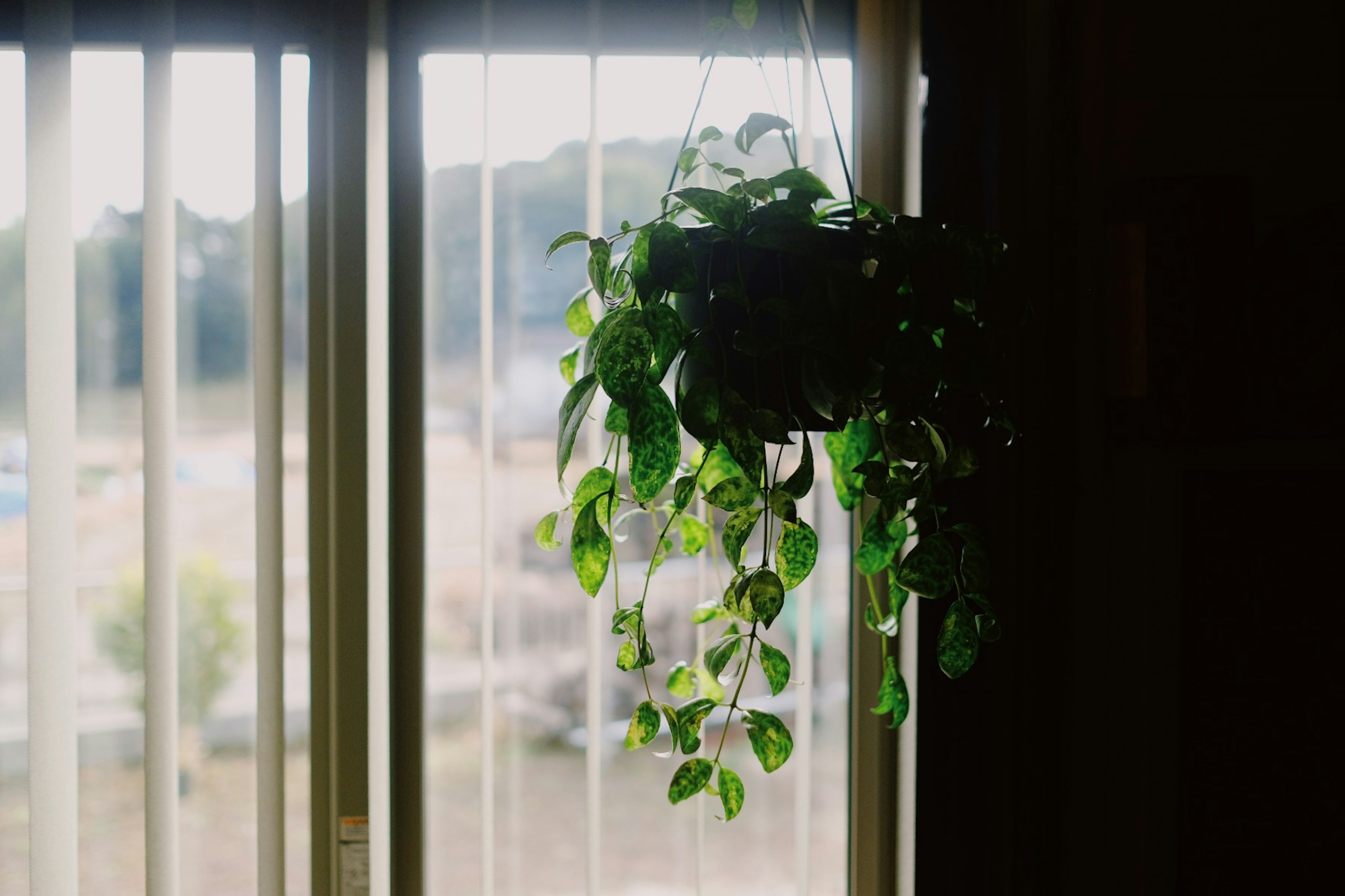 窓の近くに吊るされた緑の観葉植物の写真