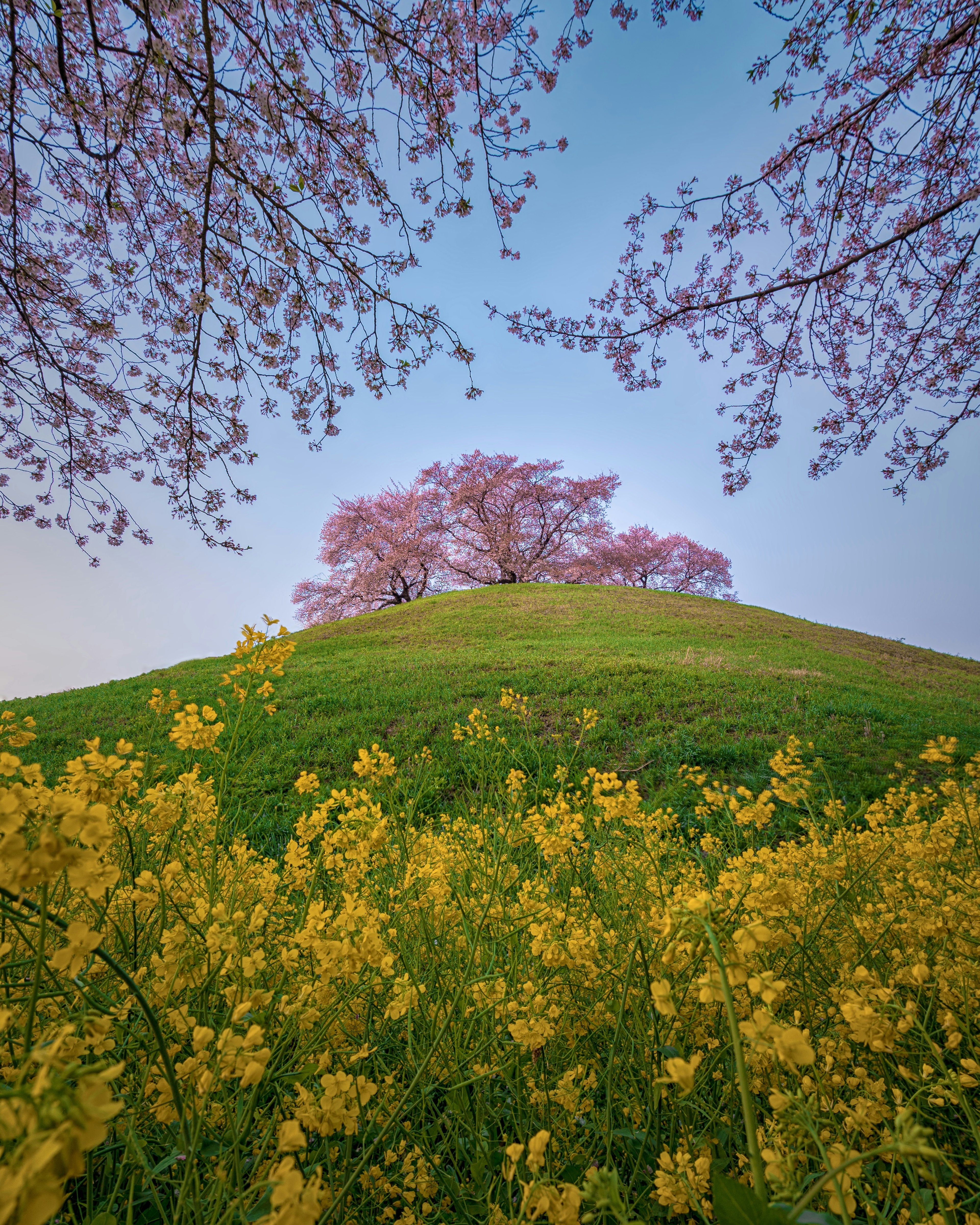 丘の上に咲く桜の木と黄色い花が広がる風景