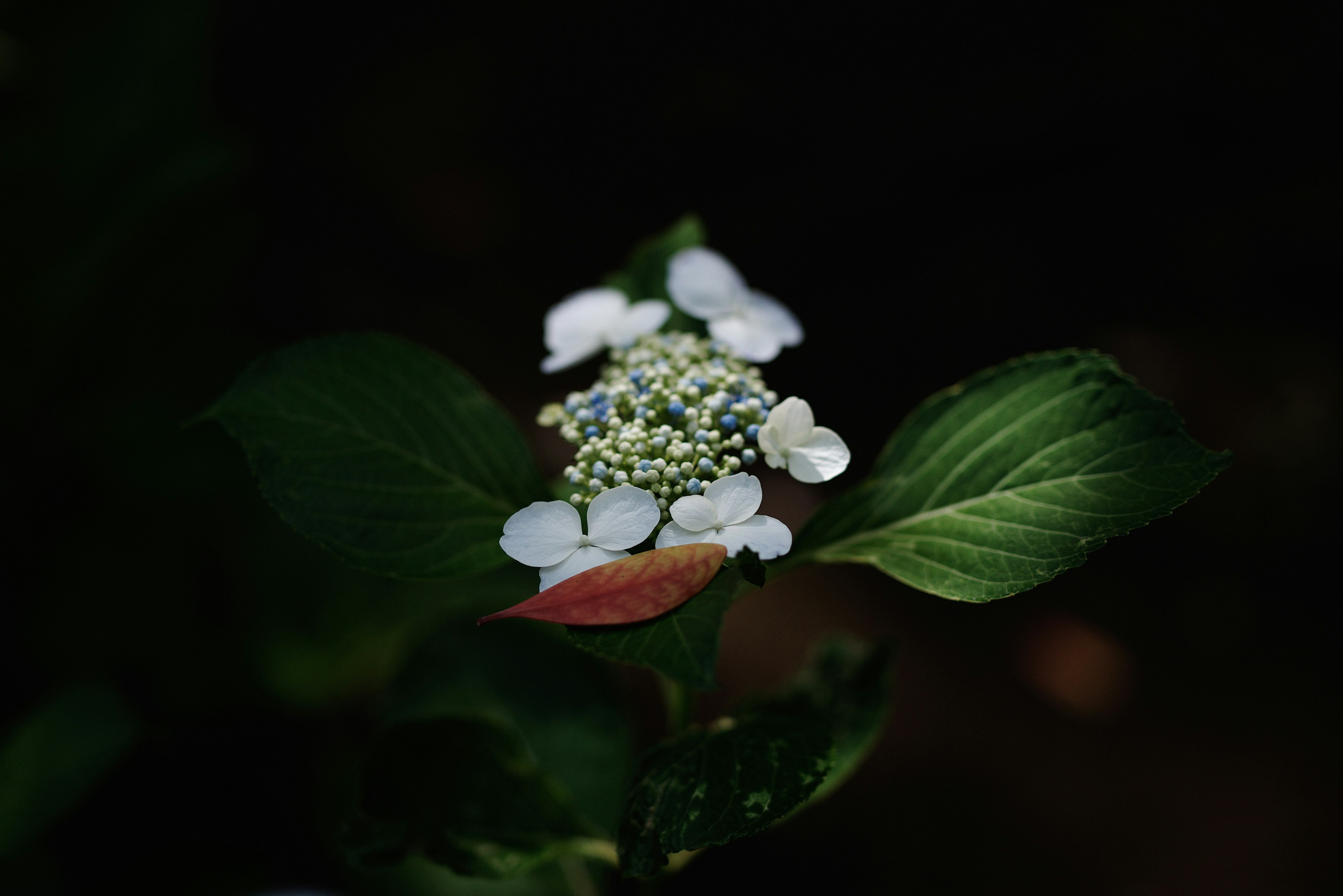 White flower with green leaves against a dark background